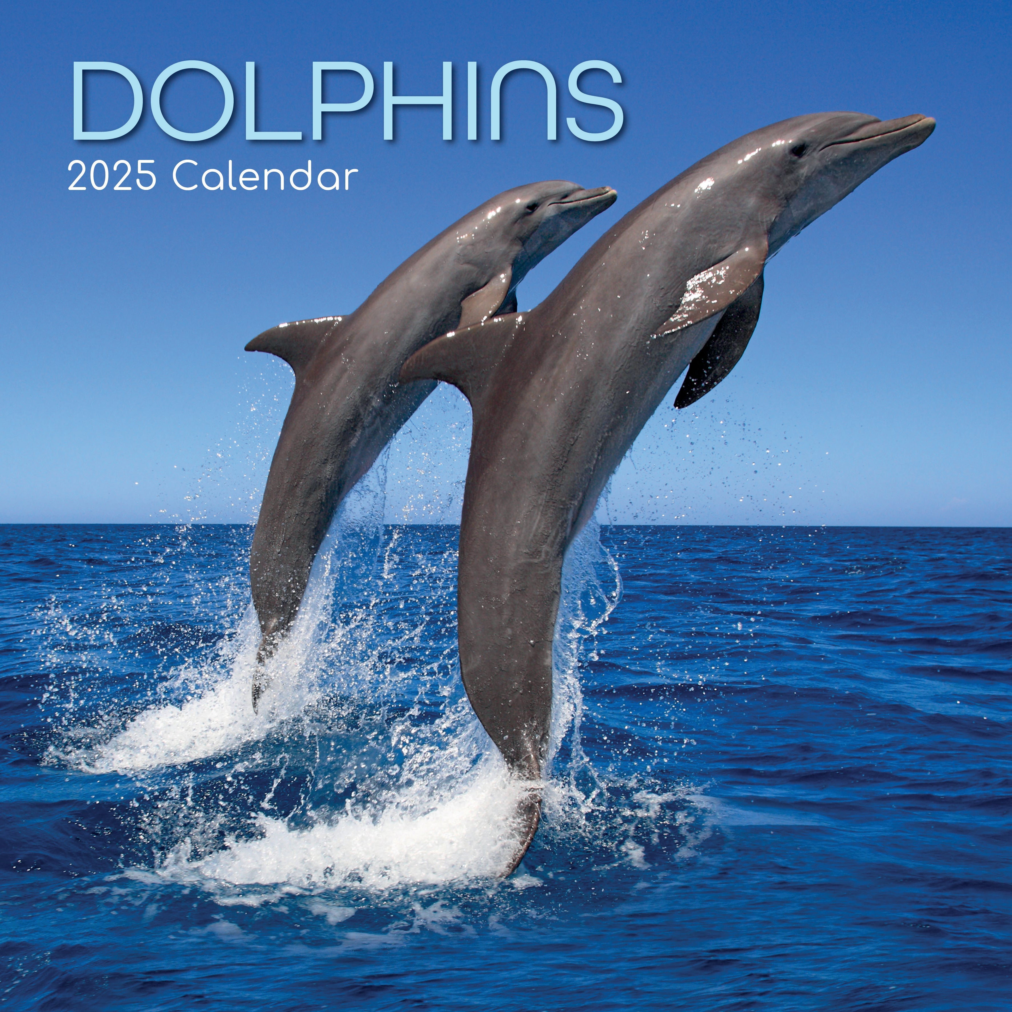 2025 Dolphins - Square Wall Calendar