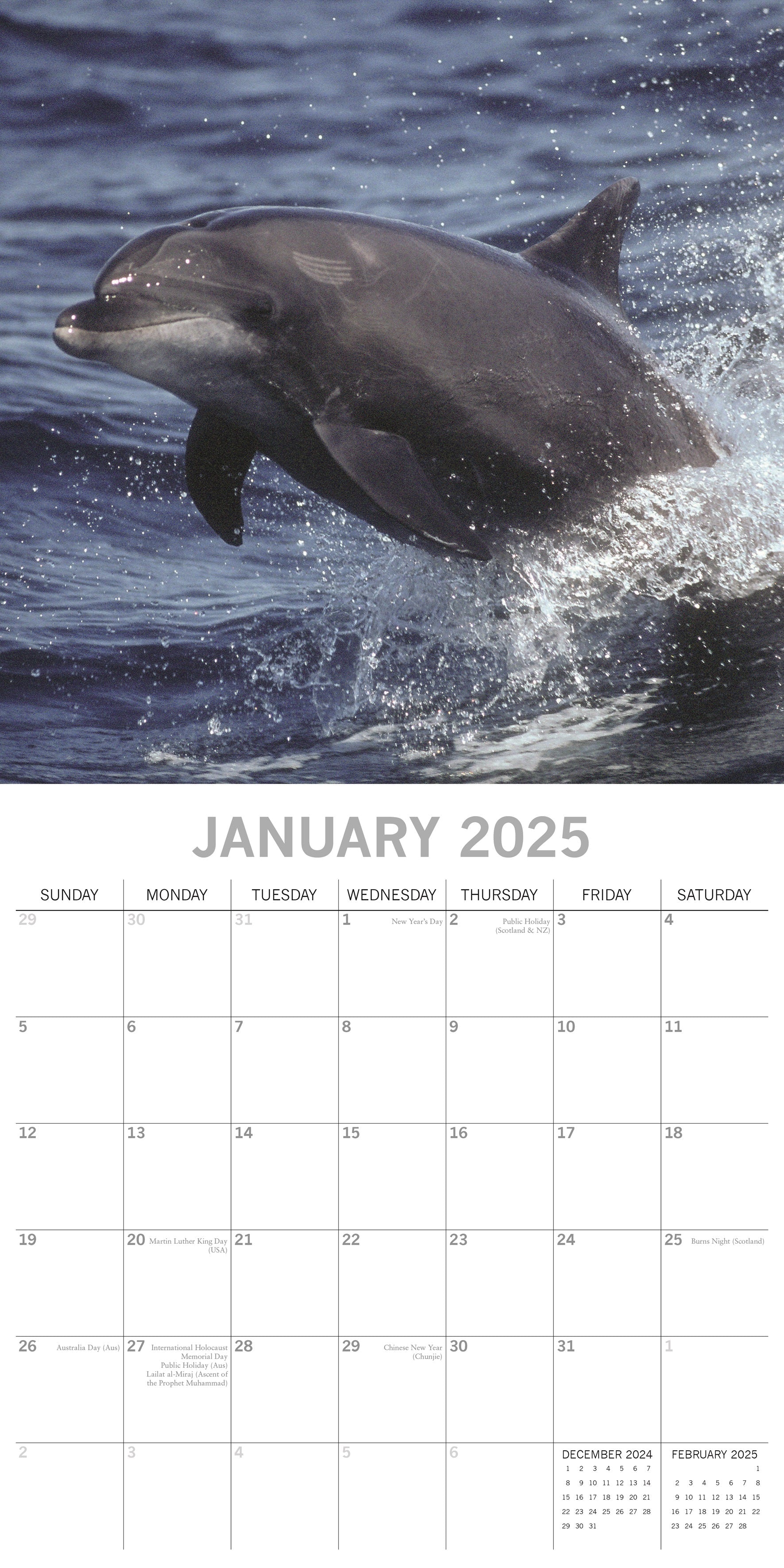 2025 Dolphins - Square Wall Calendar