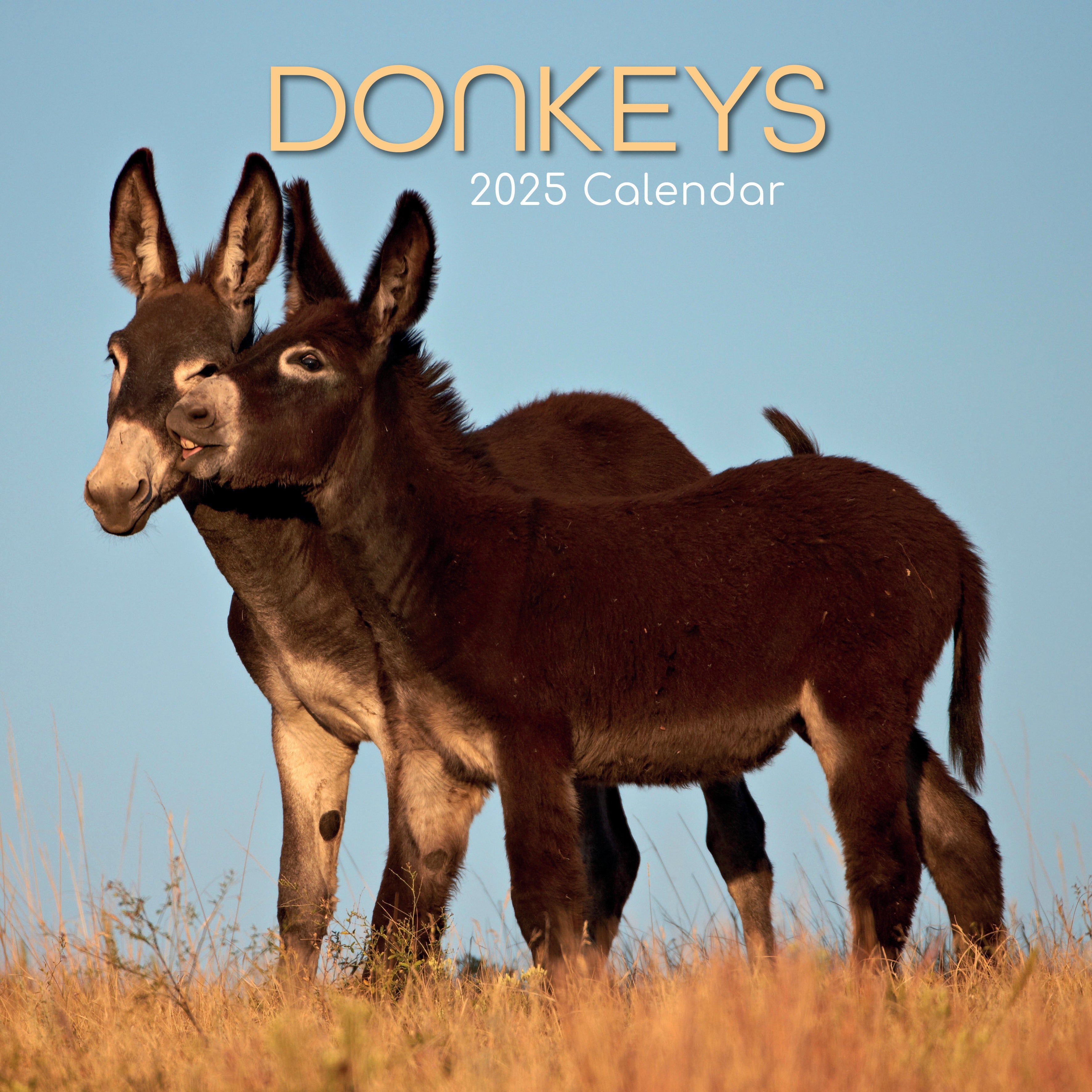 2025 Donkeys - Square Wall Calendar