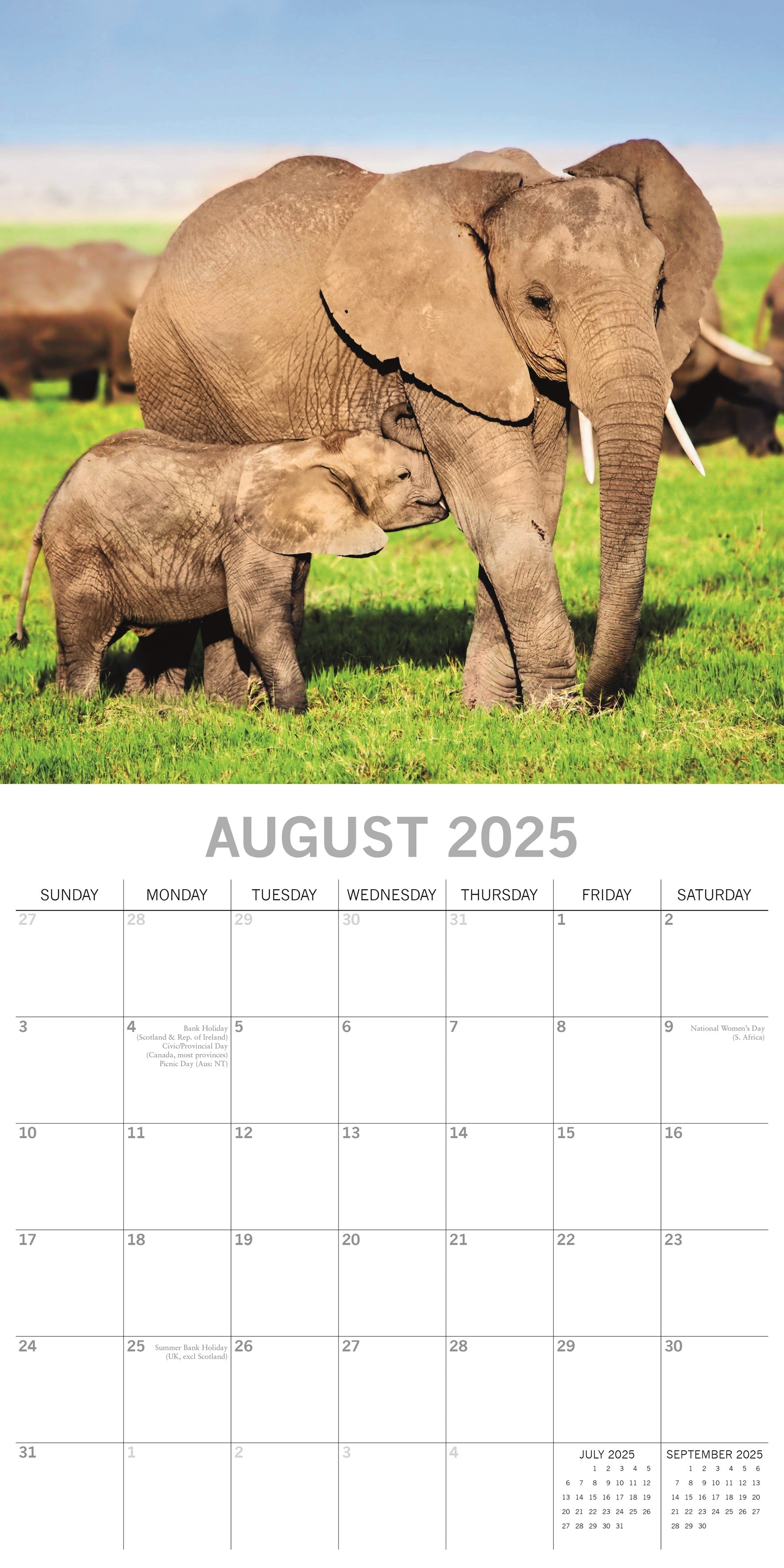 2025 Elephants - Square Wall Calendar