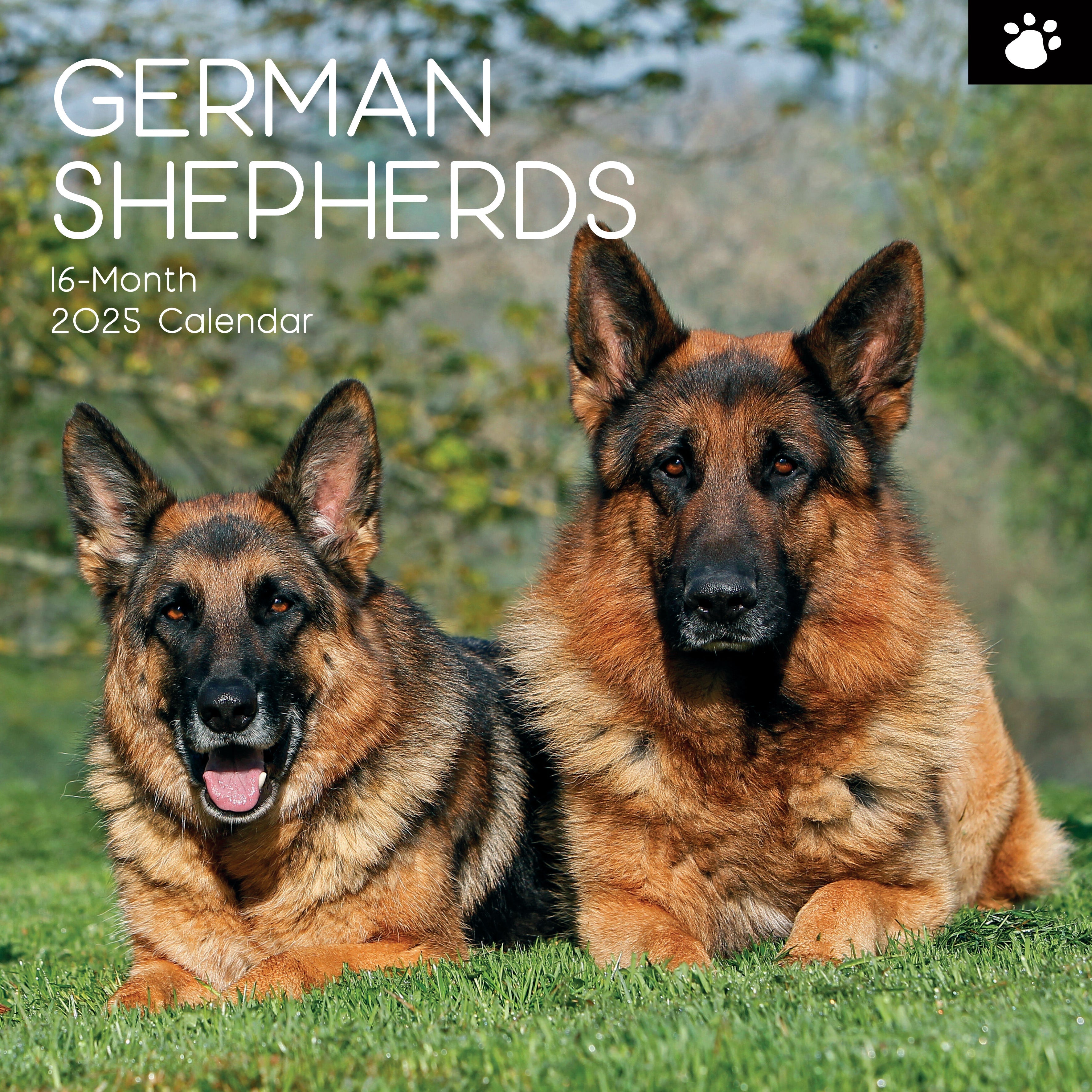 2025 German Shepherds - Square Wall Calendar