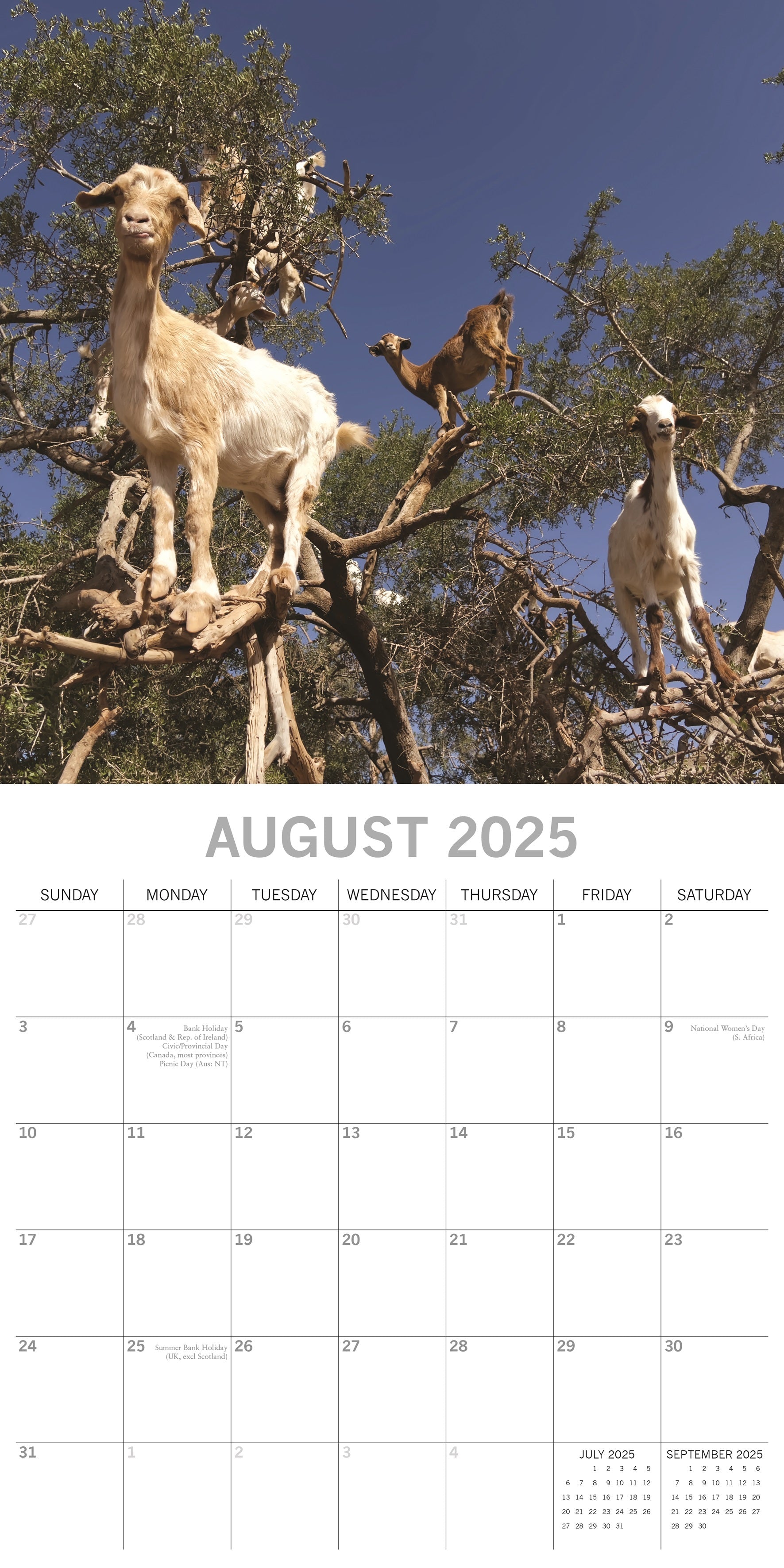 2025 Goats in Trees - Square Wall Calendar