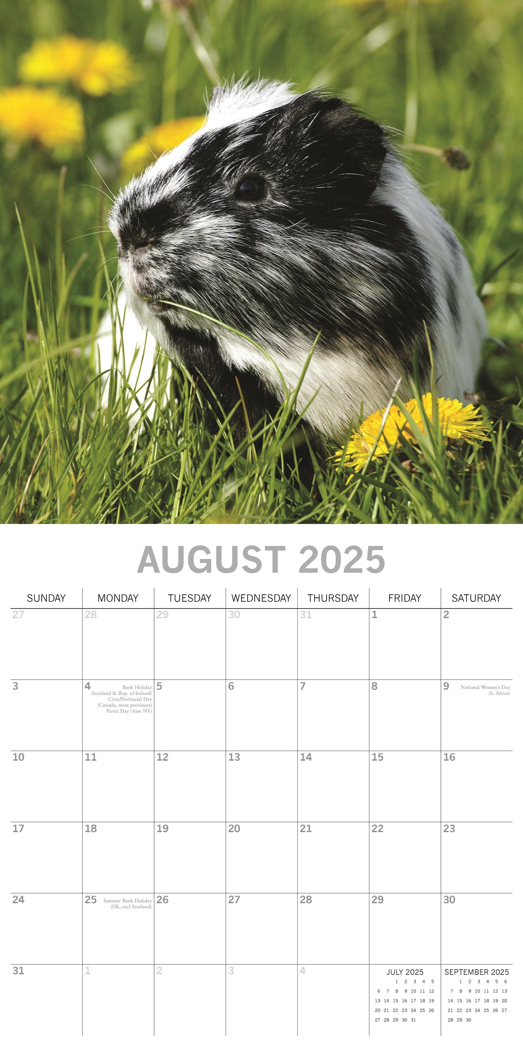 2025 Guinea Pigs - Square Wall Calendar