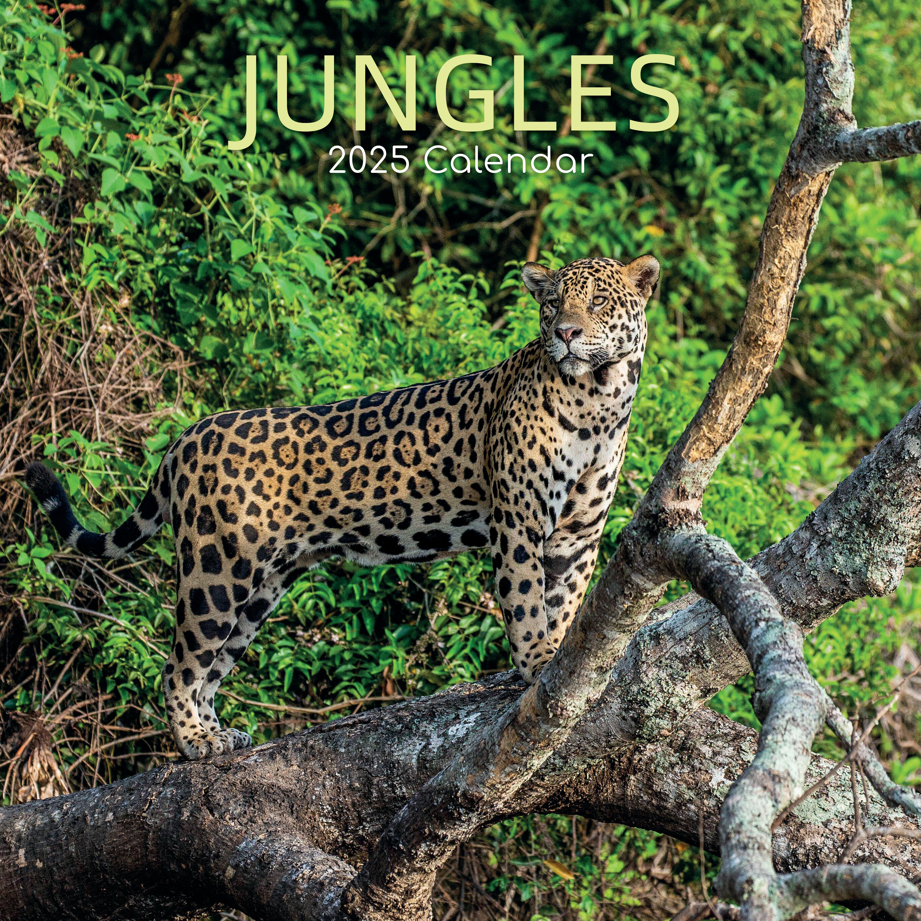 2025 Jungles - Square Wall Calendar