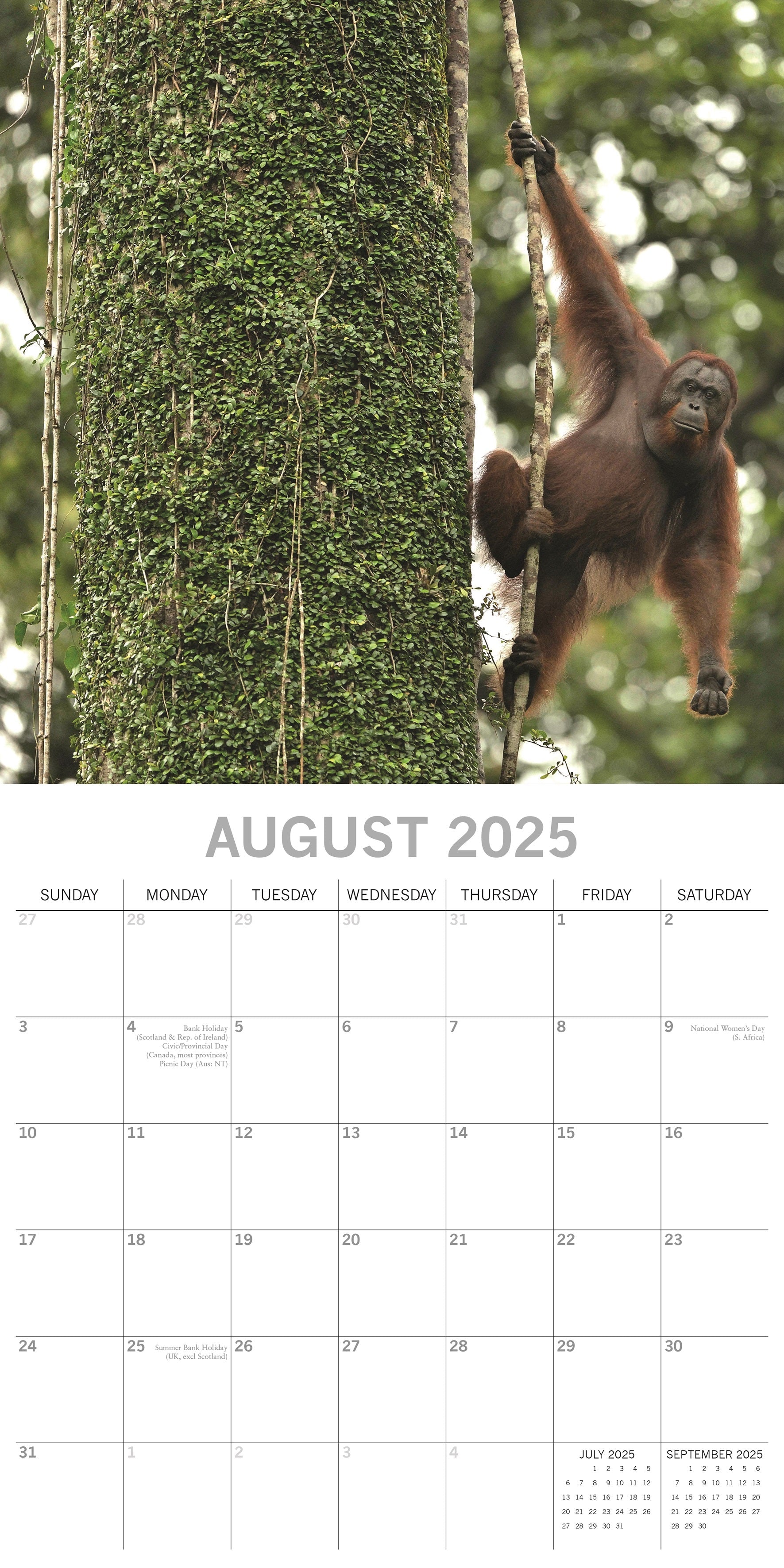 2025 Jungles - Square Wall Calendar