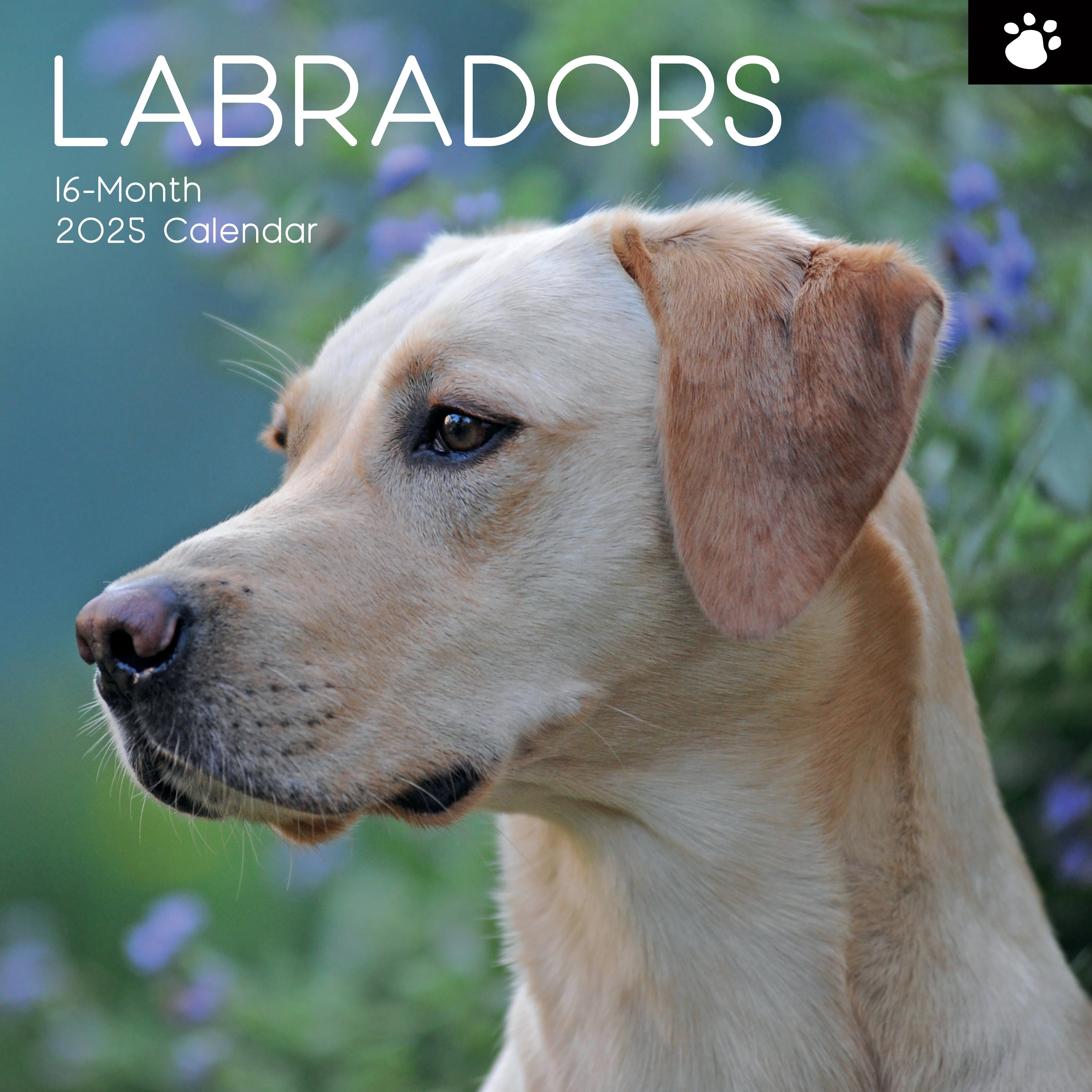 2025 Labradors - Square Wall Calendar