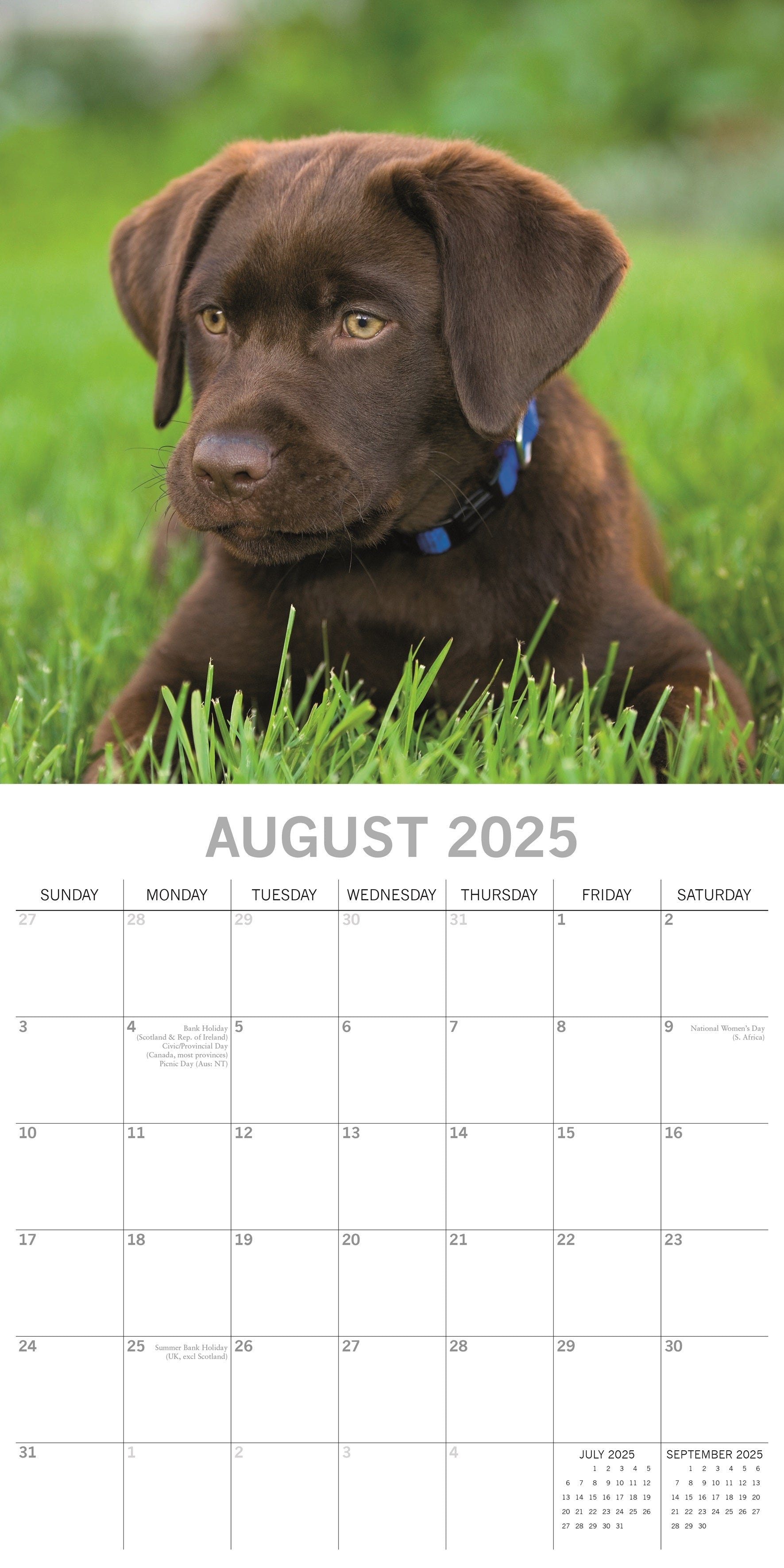 2025 Labradors - Square Wall Calendar