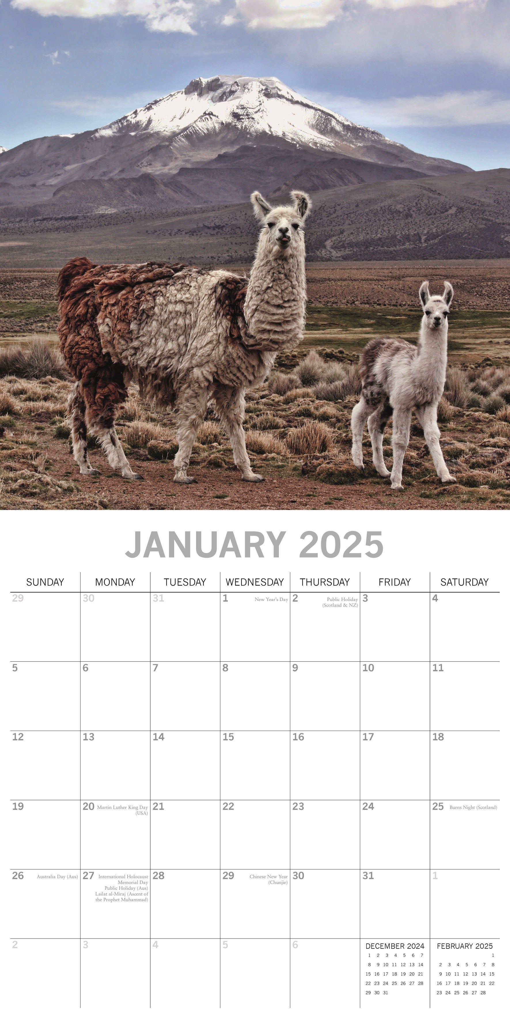 2025 Llamas - Square Wall Calendar