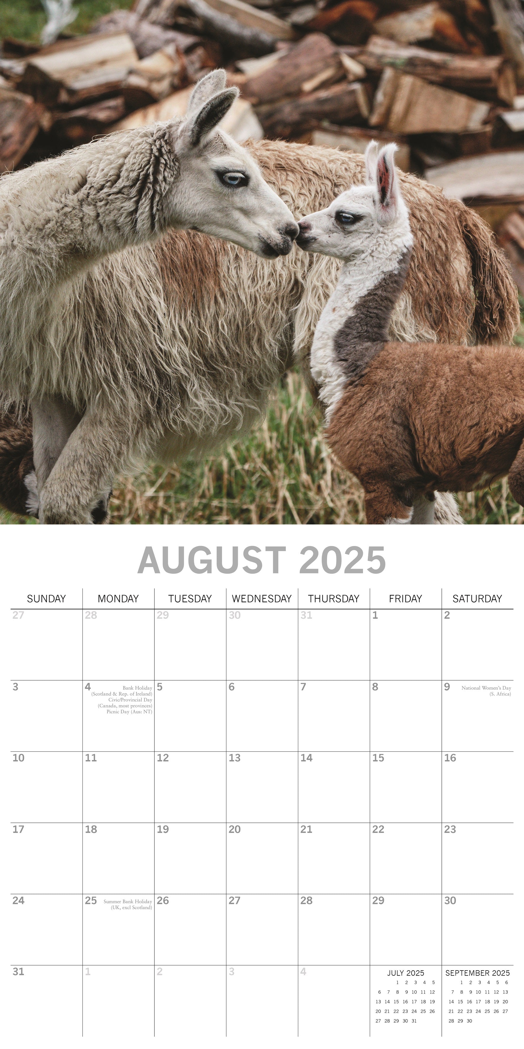 2025 Llamas - Square Wall Calendar