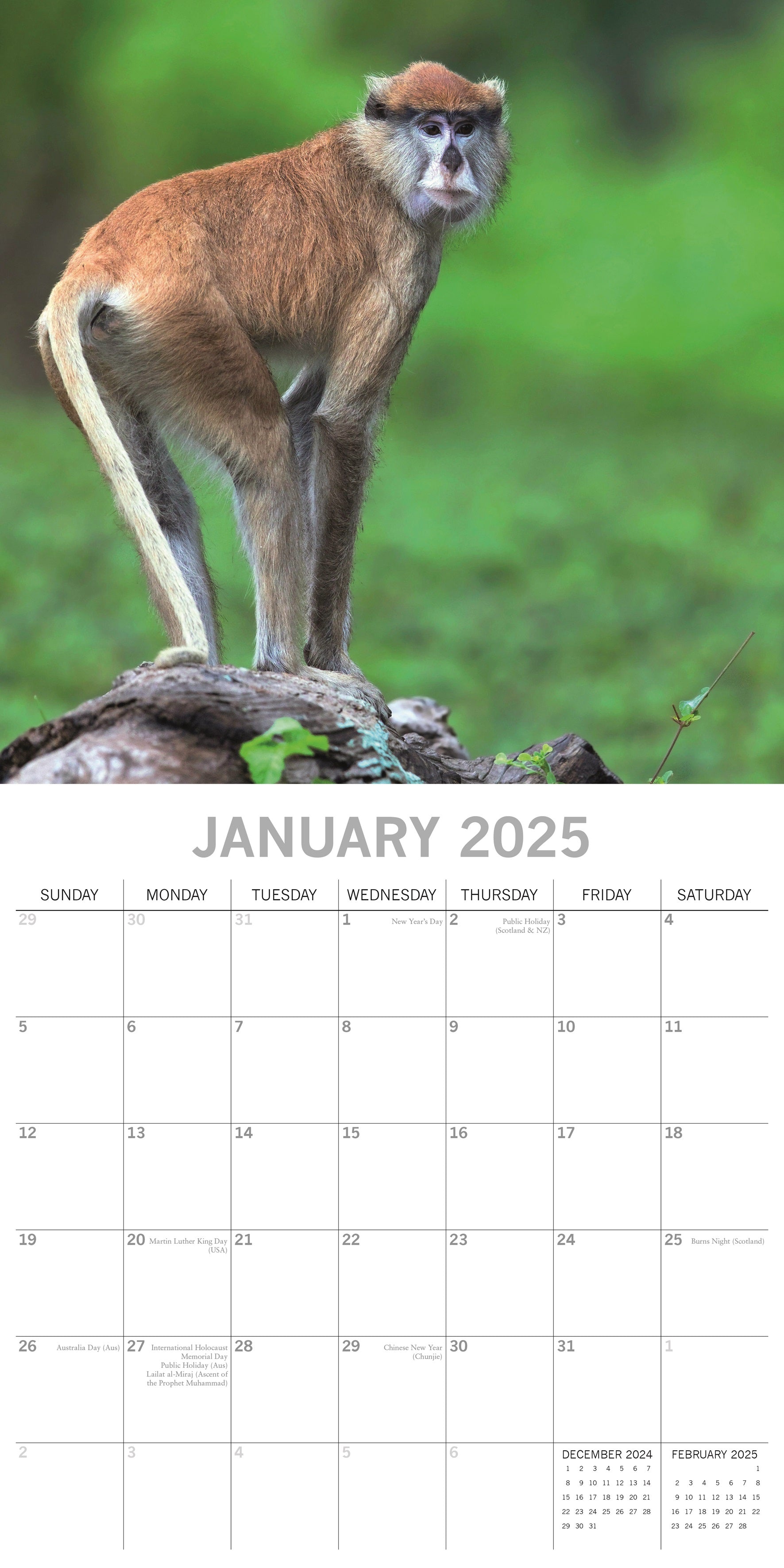 2025 Monkey Business - Square Wall Calendar