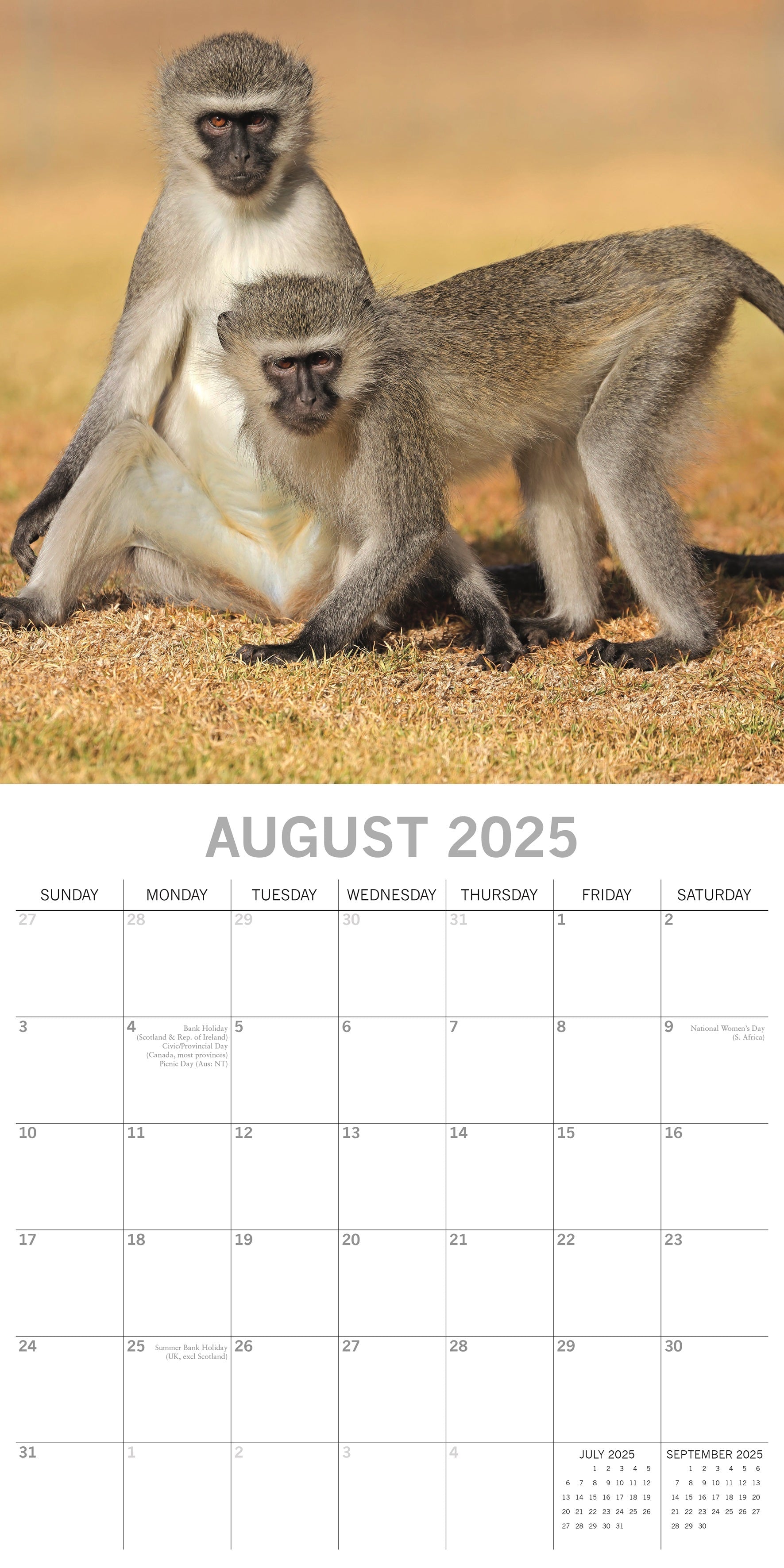 2025 Monkey Business - Square Wall Calendar