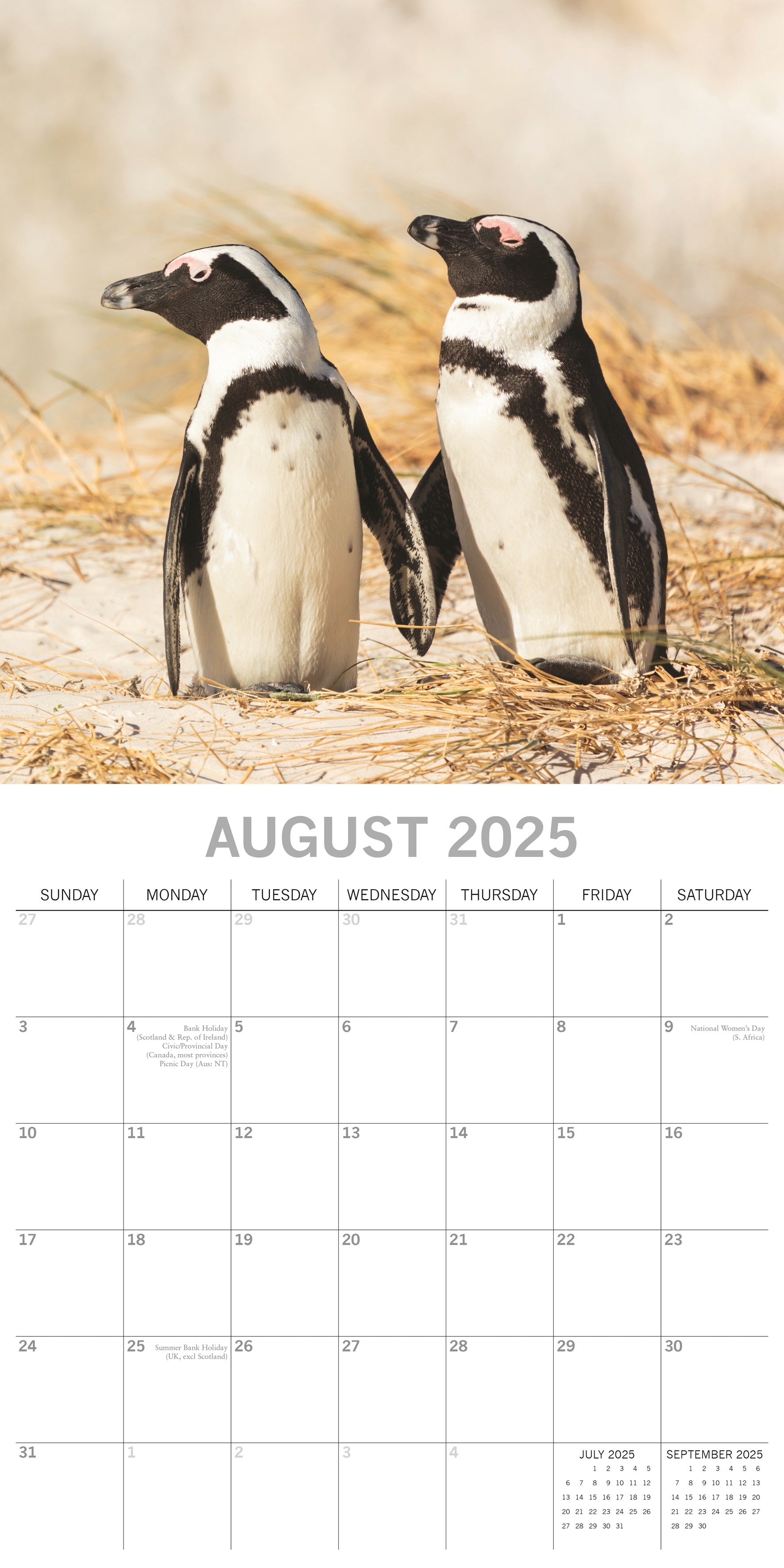 2025 Penguins - Square Wall Calendar