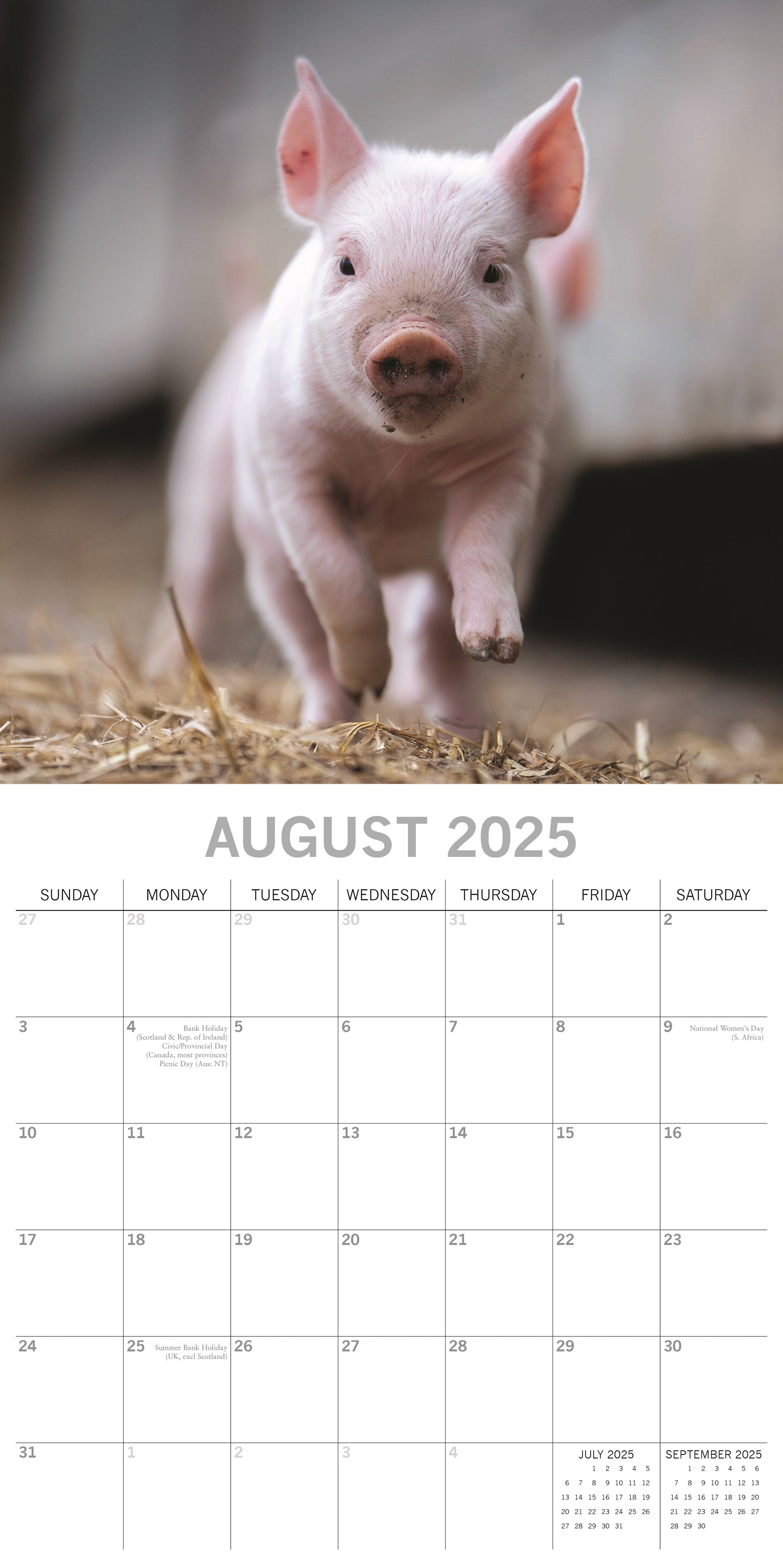 2025 Piggies - Square Wall Calendar