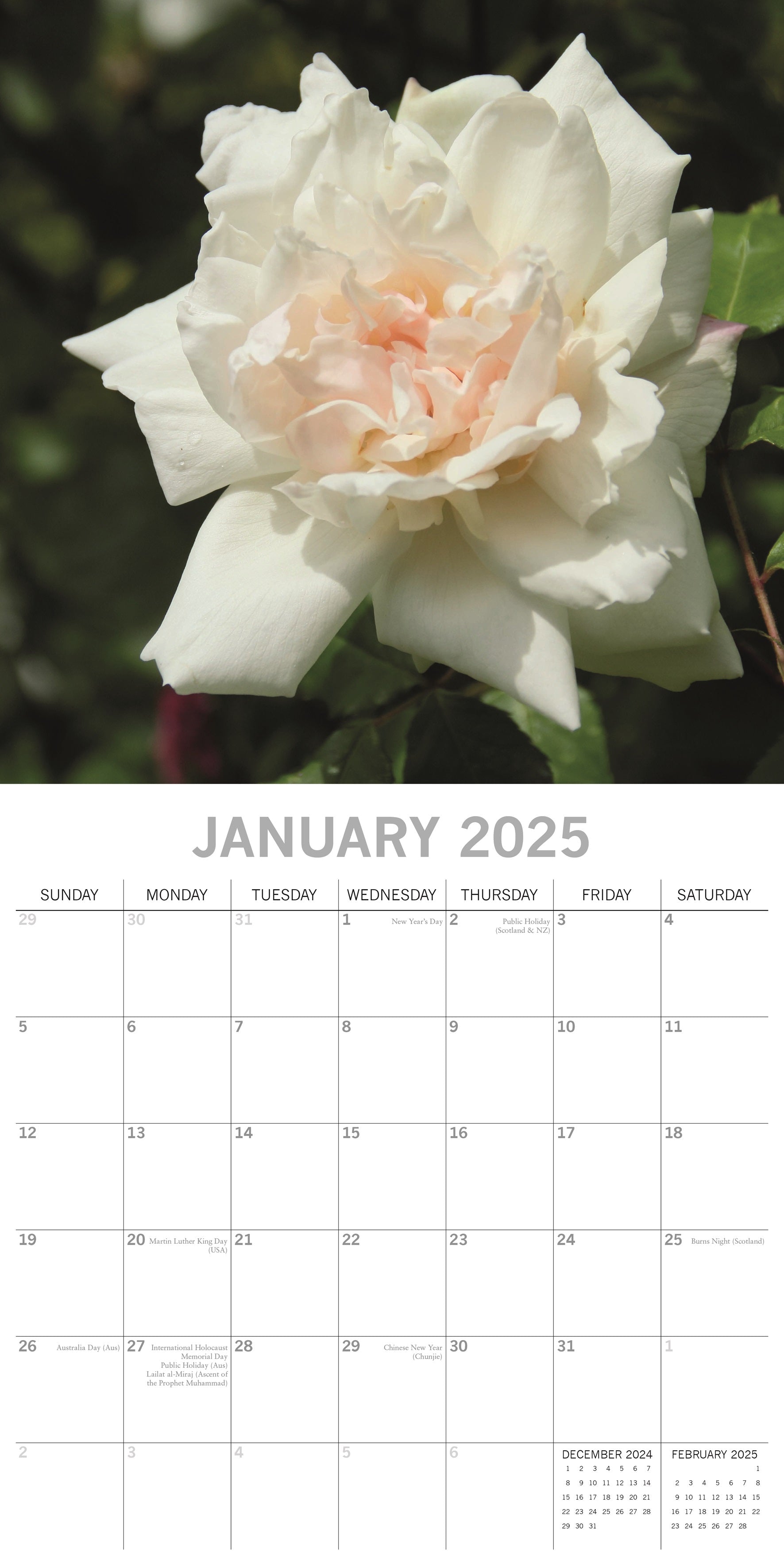 2025 Roses - Square Wall Calendar