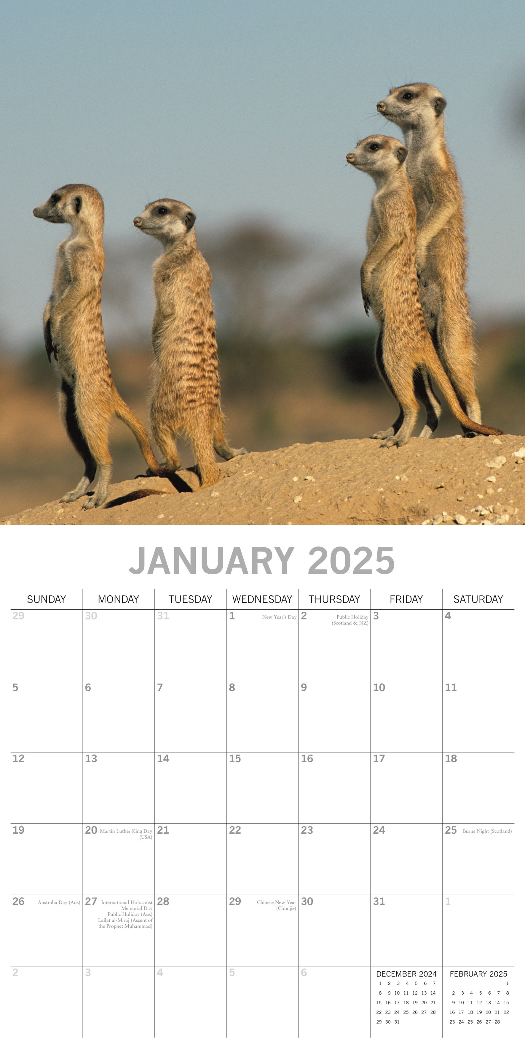 2025 Safari - Square Wall Calendar