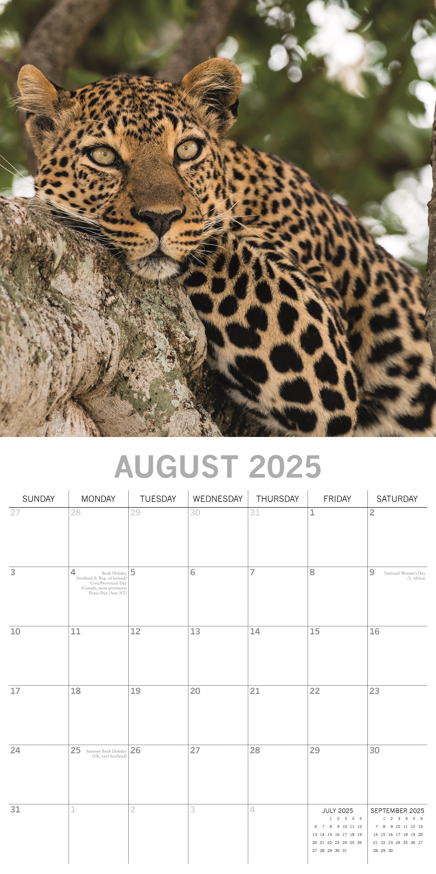 2025 Safari - Square Wall Calendar