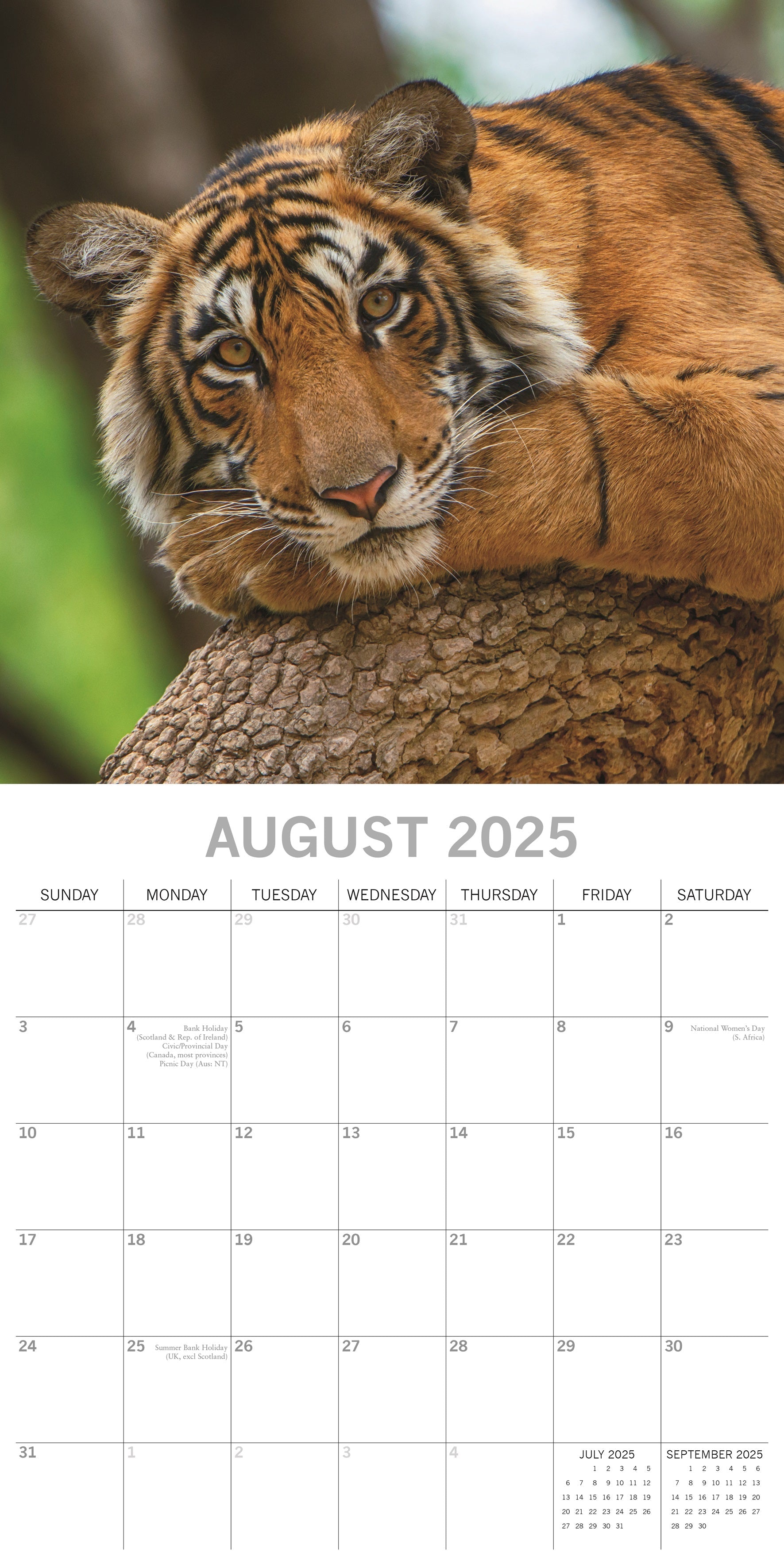 2025 Tigers - Square Wall Calendar