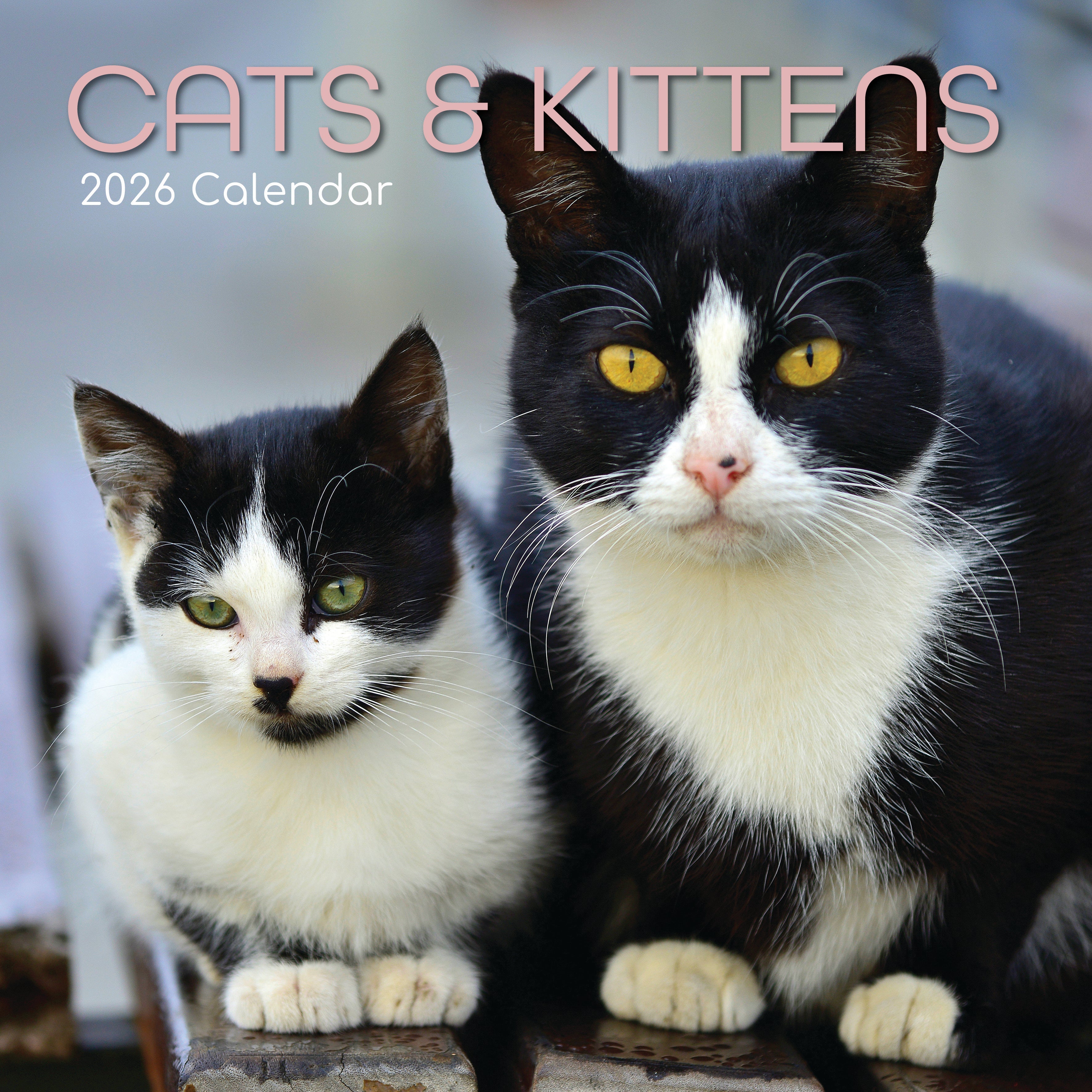 2026 Cats & Kittens - Square Wall Calendar