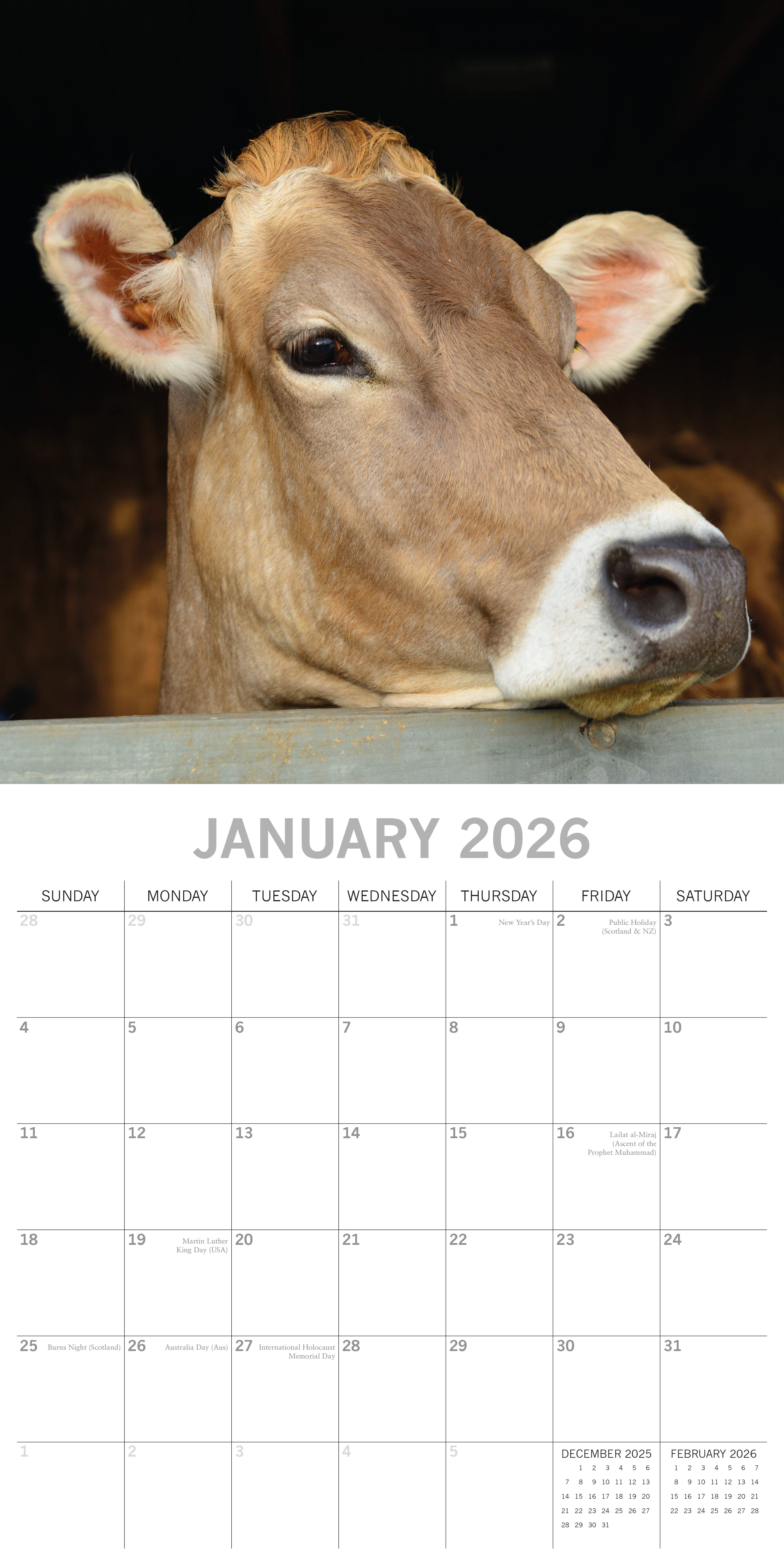 2026 Cows - Square Wall Calendar