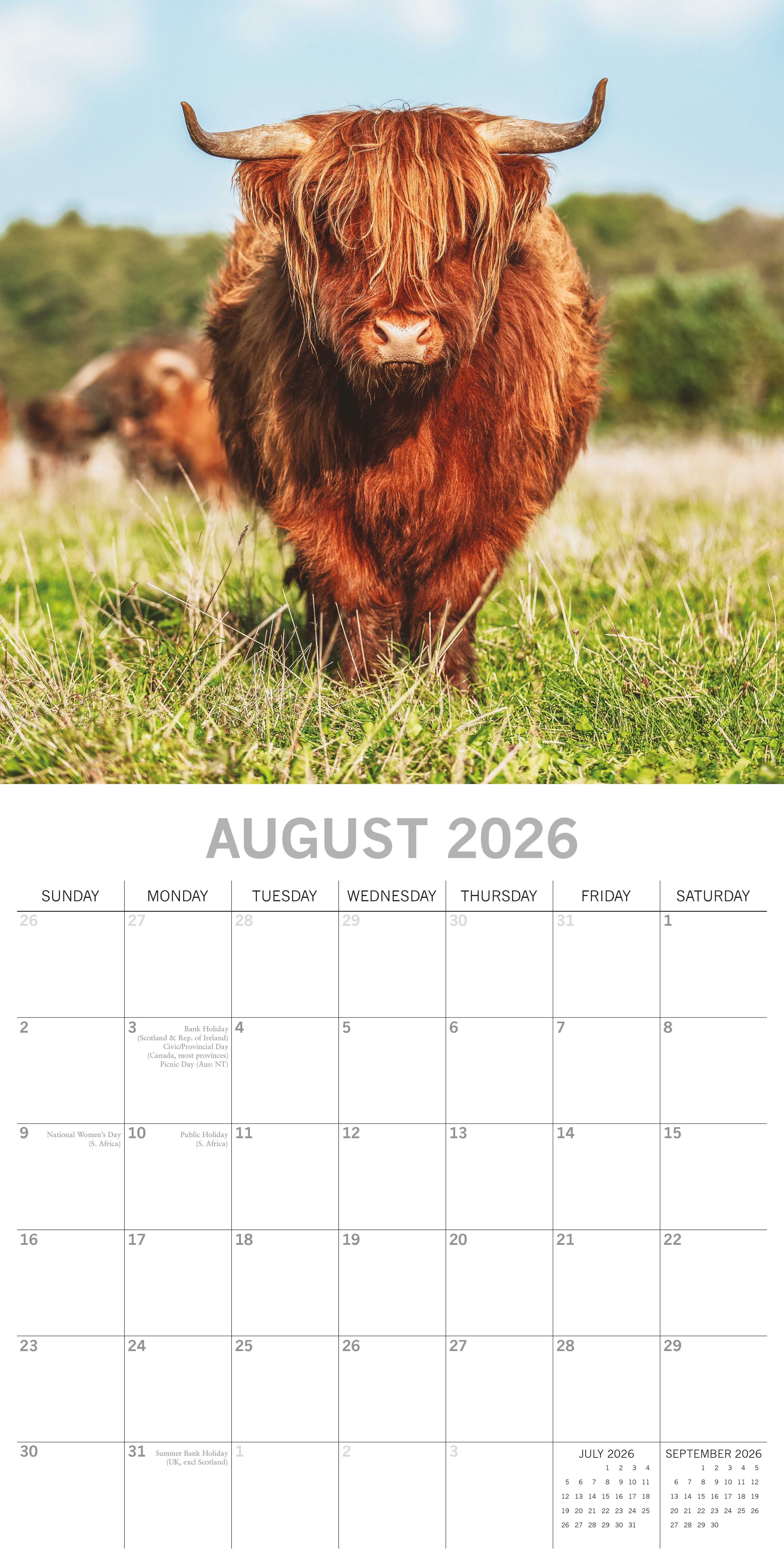 2026 Highland Cows - Square Wall Calendar