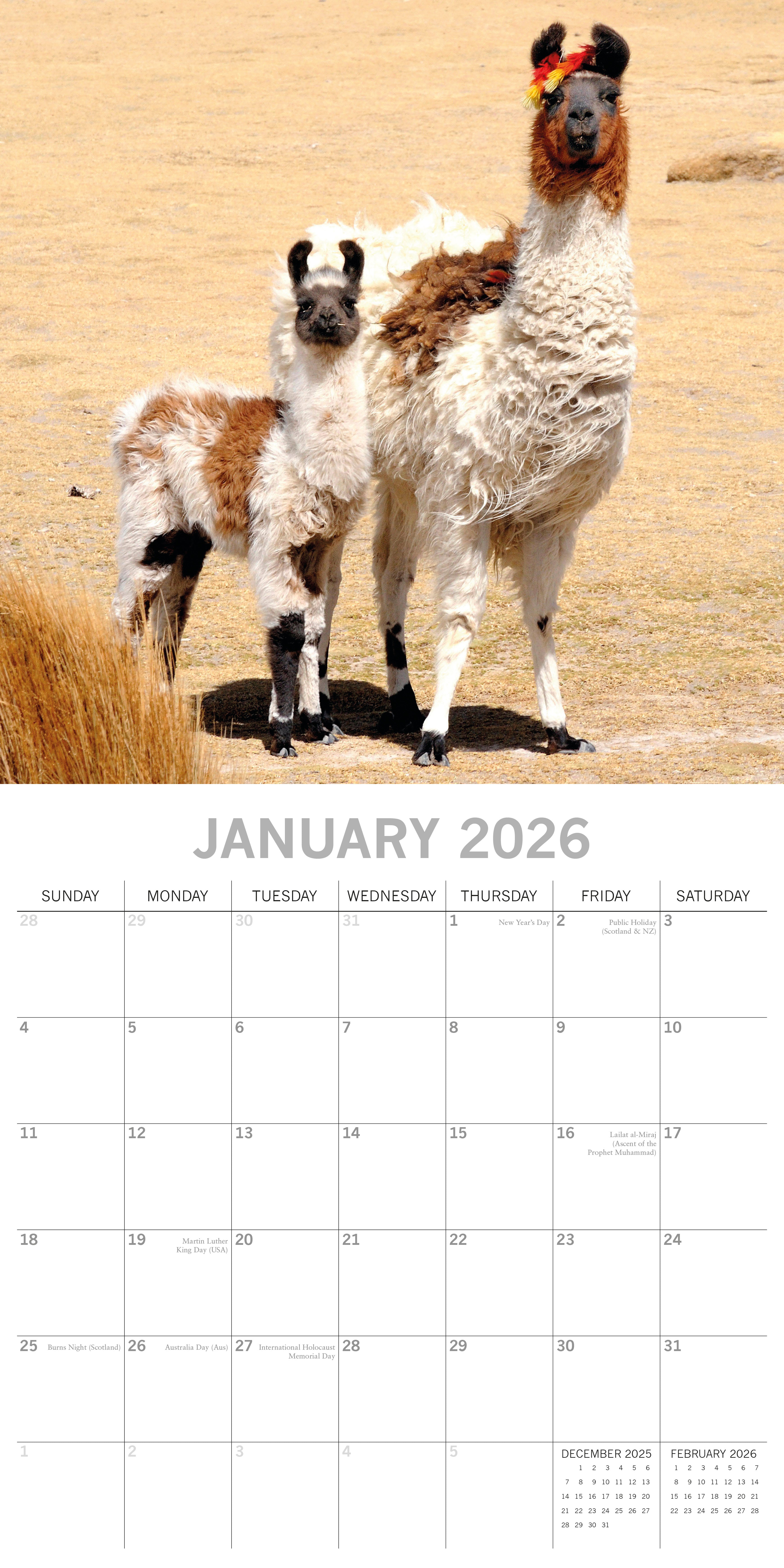 2026 Llamas - Square Wall Calendar