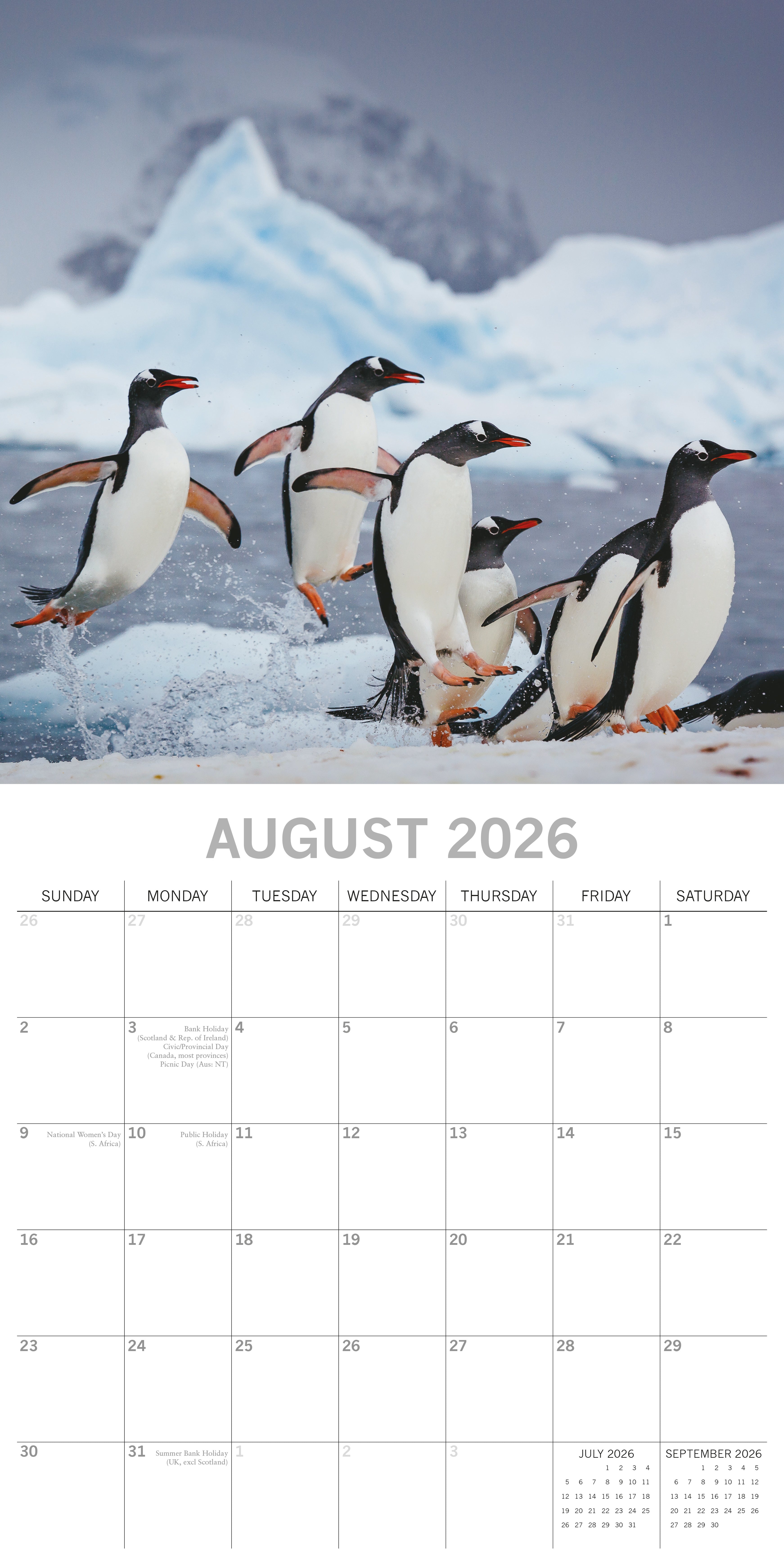 2026 Penguins - Square Wall Calendar