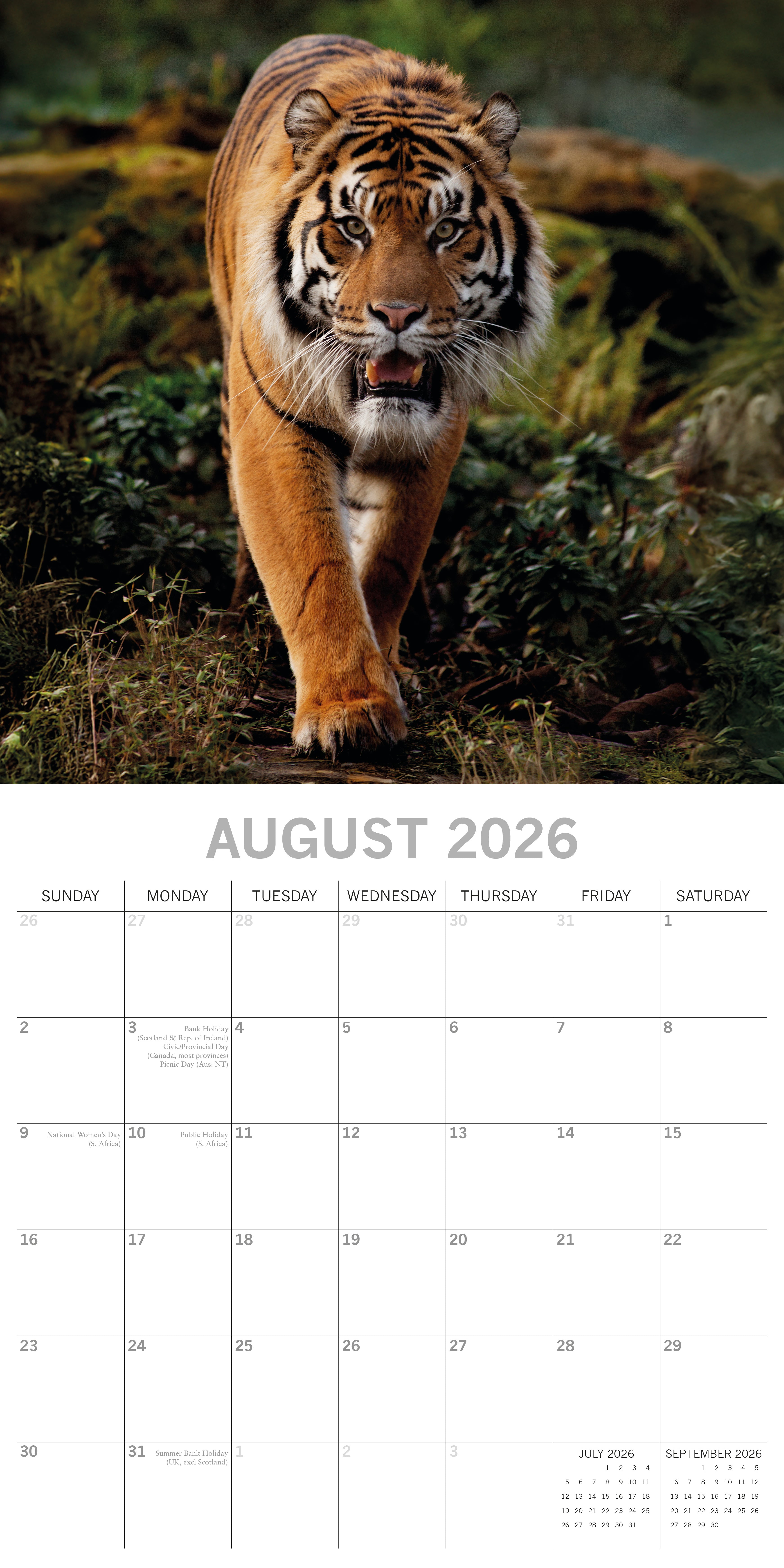 2026 Tigers - Square Wall Calendar
