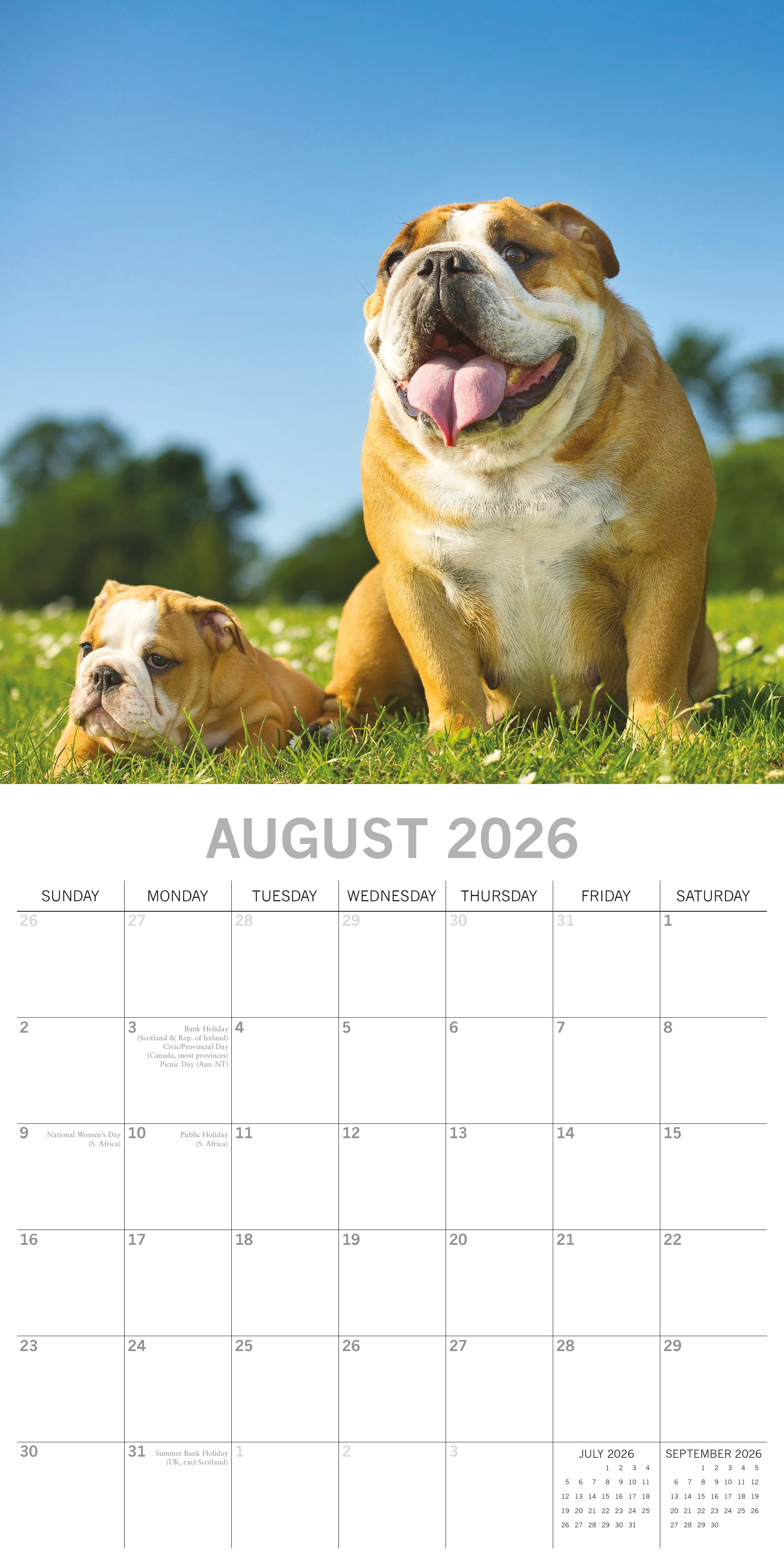 2026 Bulldogs - Square Wall Calendar