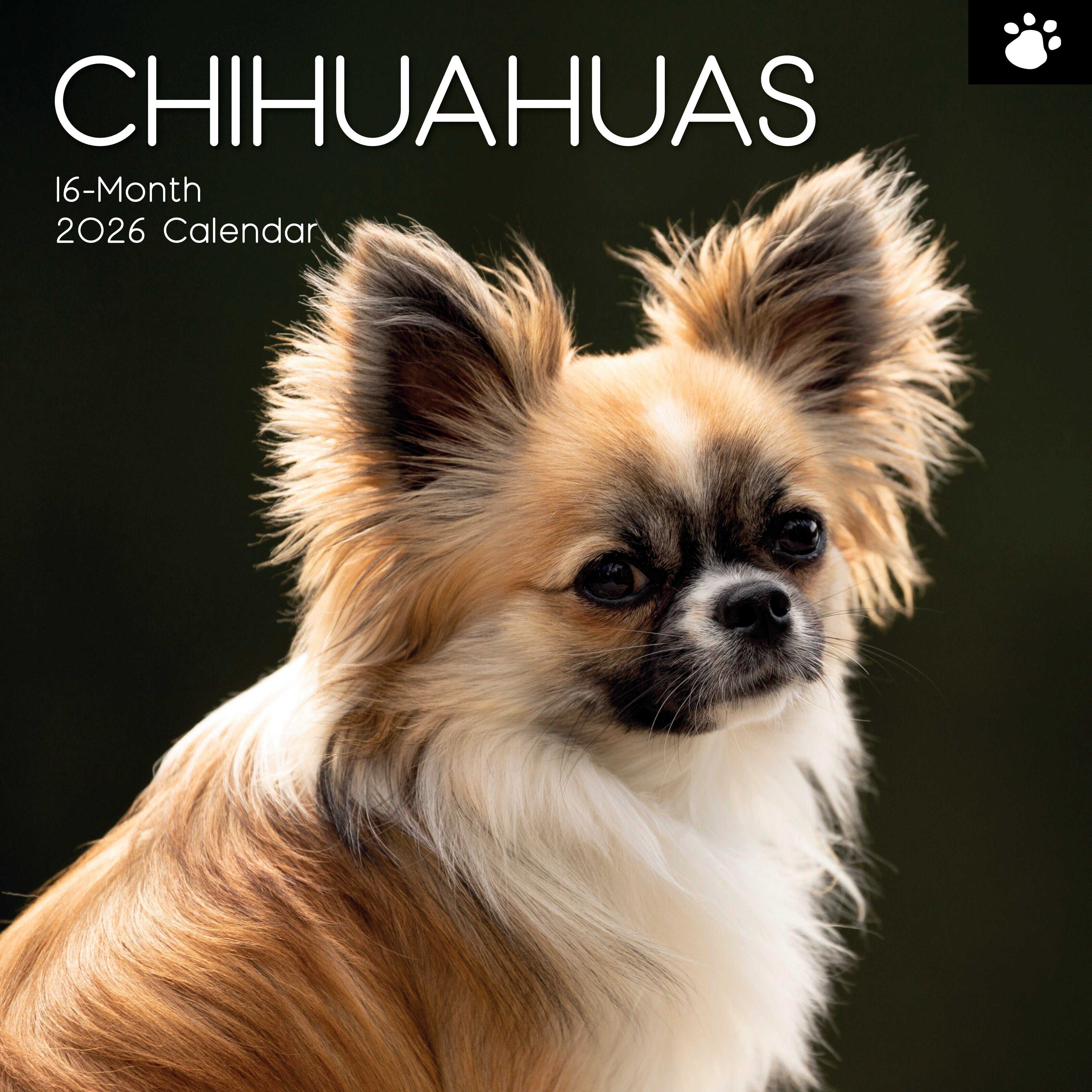 2026 Chihuahuas - Square Wall Calendar