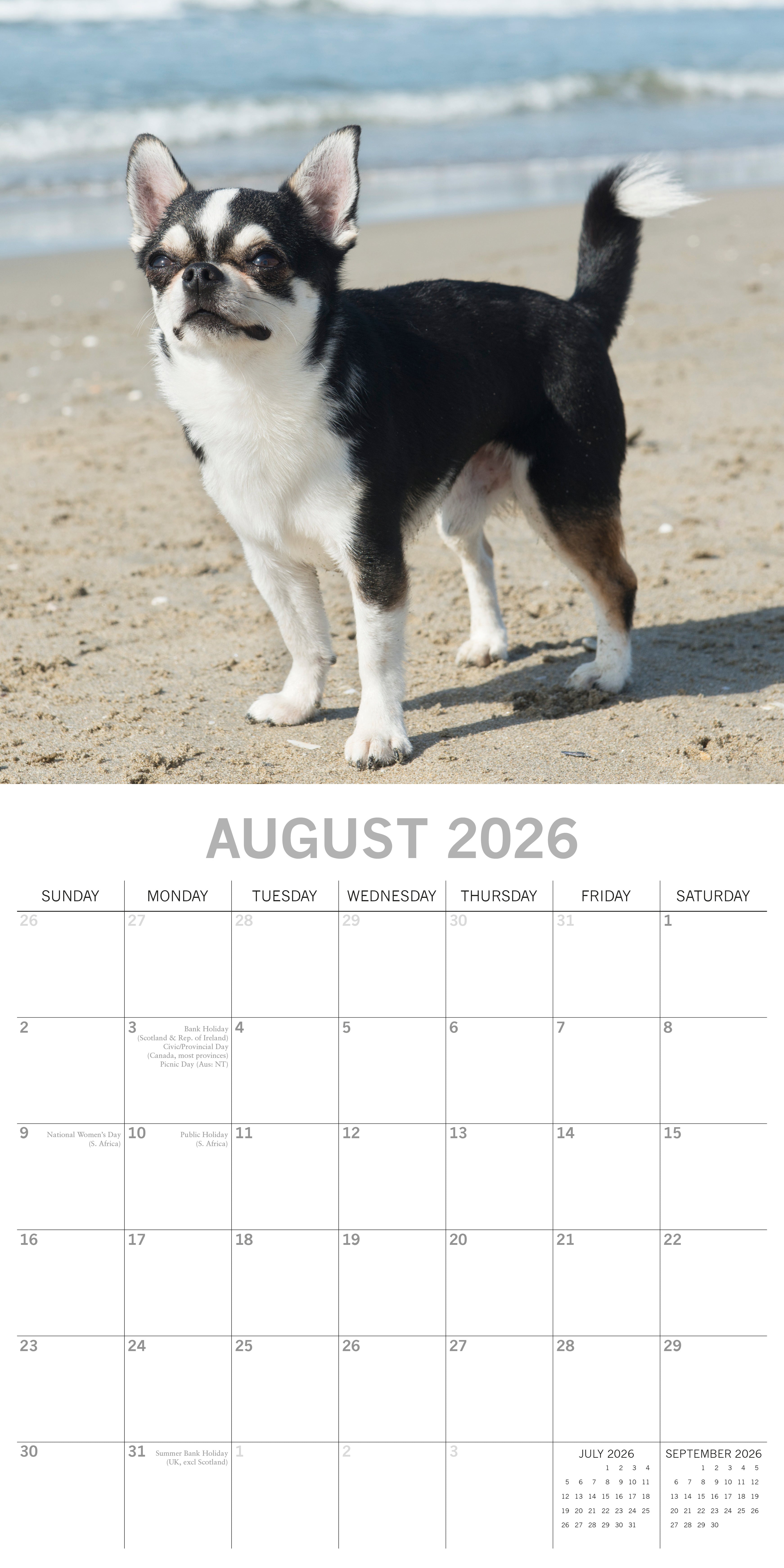 2026 Chihuahuas - Square Wall Calendar