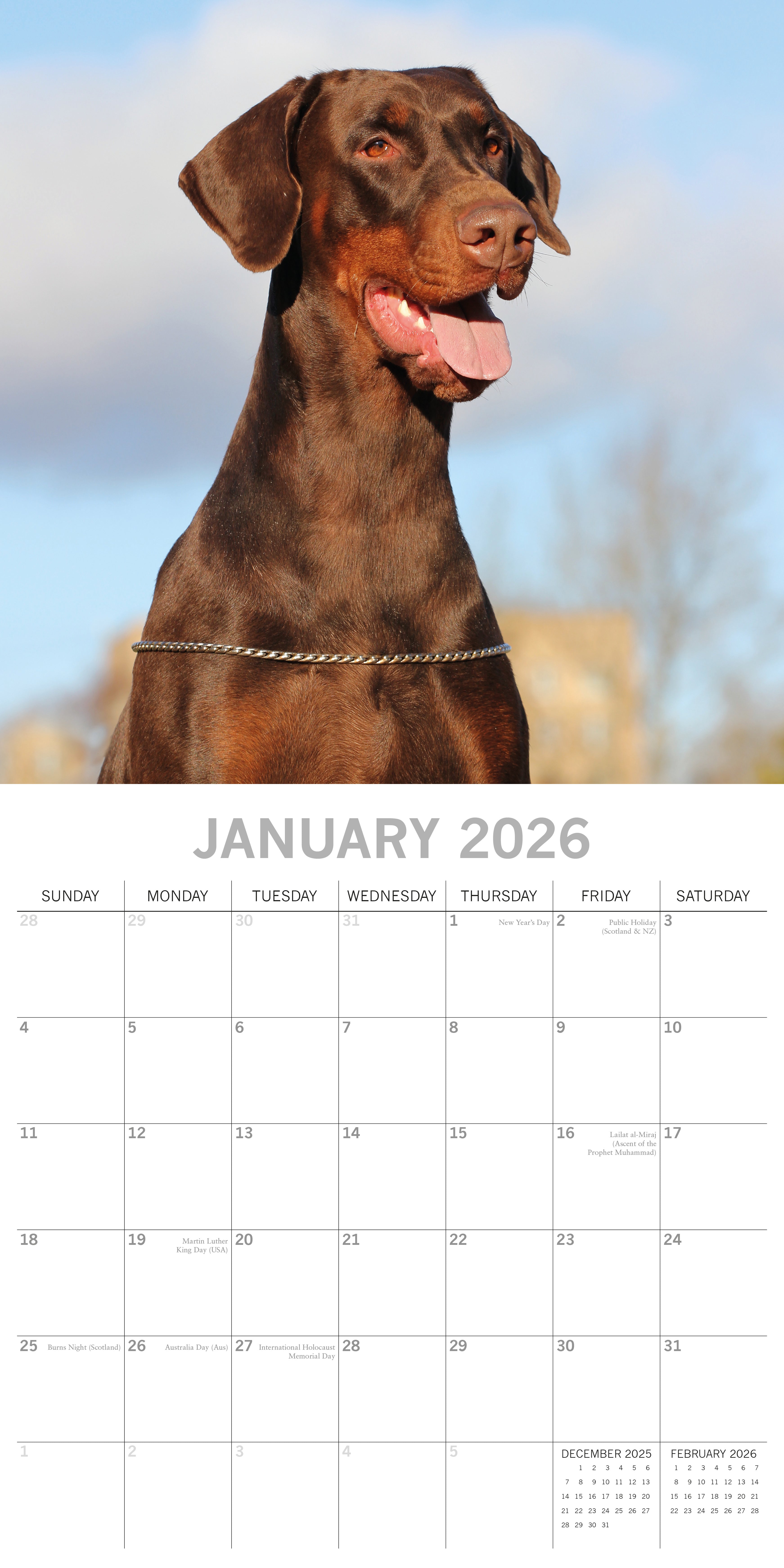 2026 Dobermans - Square Wall Calendar