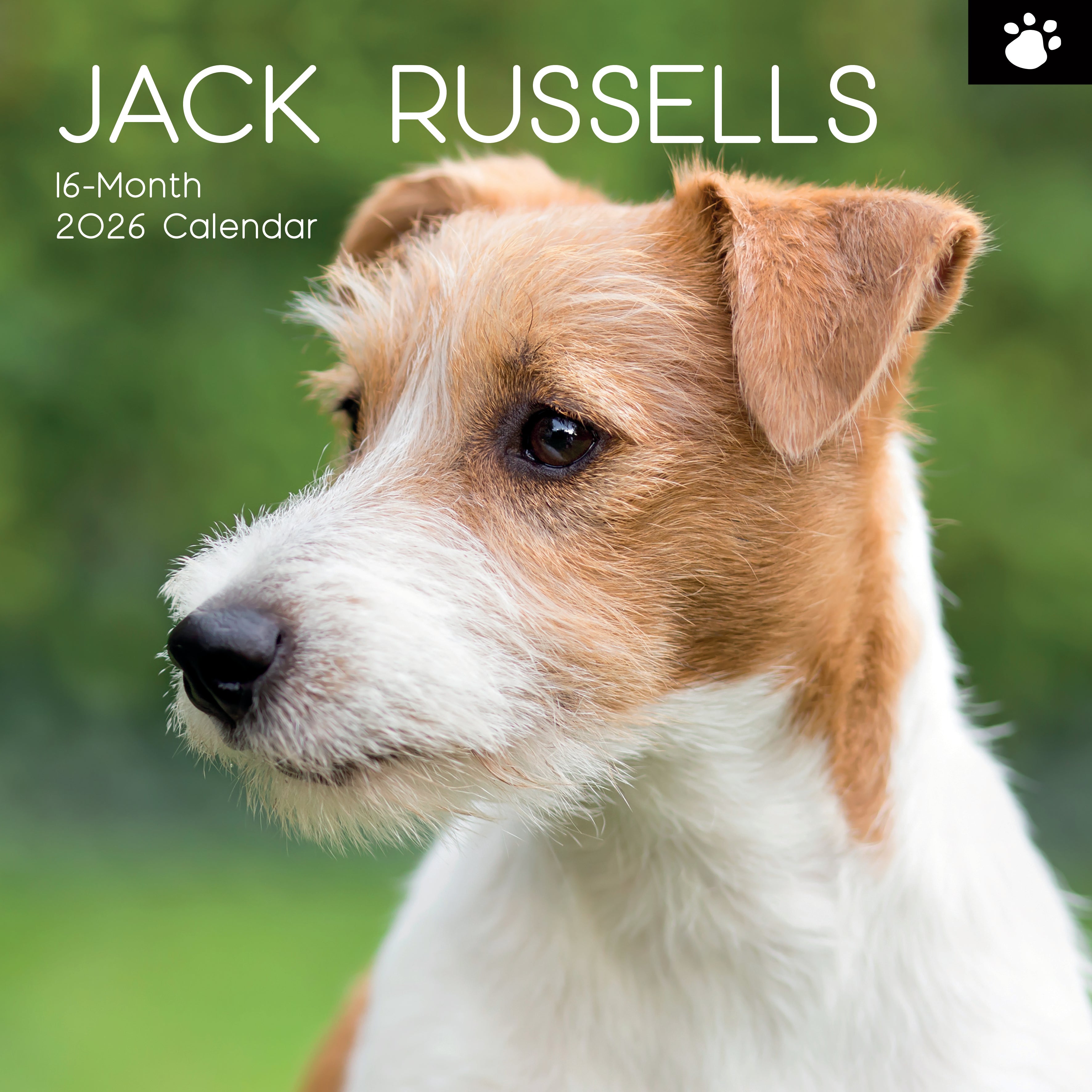 2026 Jack Russells Square Wall Calendar 1 E3ffe91d Cde7 467d 8ea4 