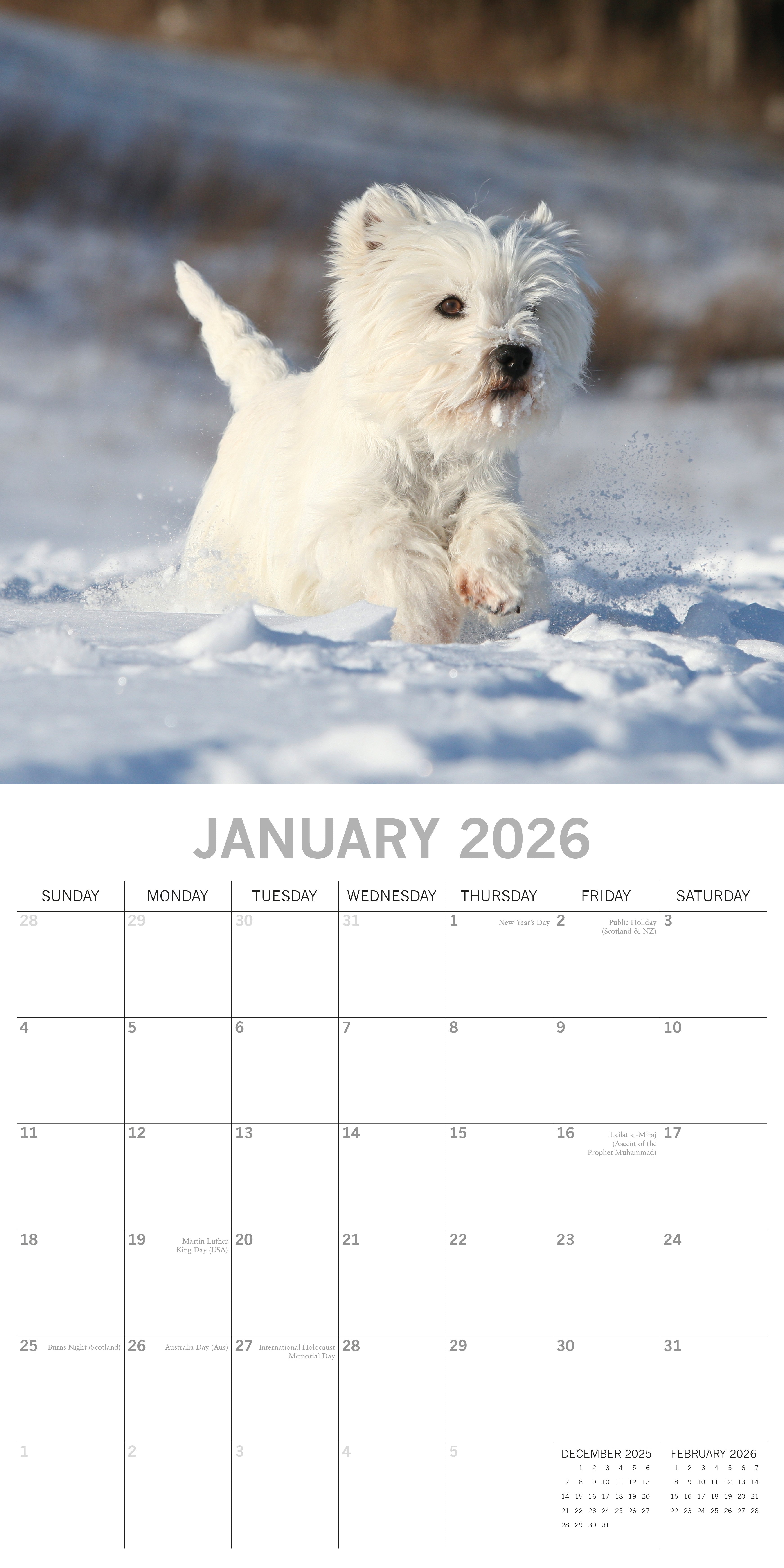 2026 West Highland White Terriers - Square Wall Calendar