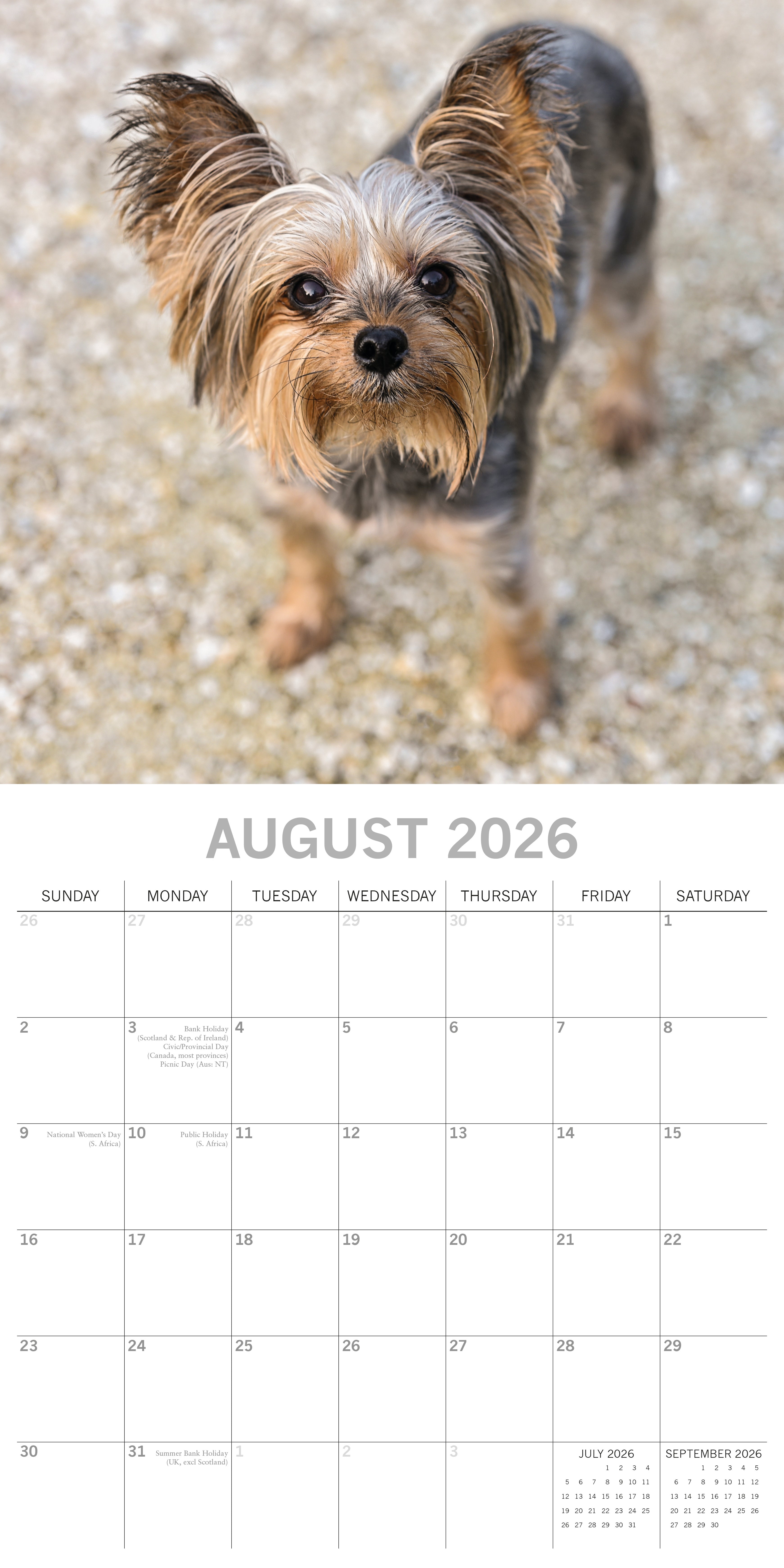 2026 Yorkshire Terriers - Square Wall Calendar
