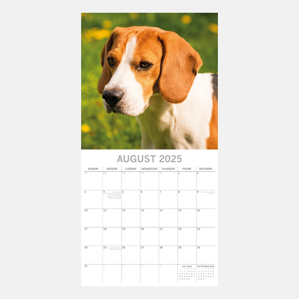 2025 Beagles - Square Wall Calendar