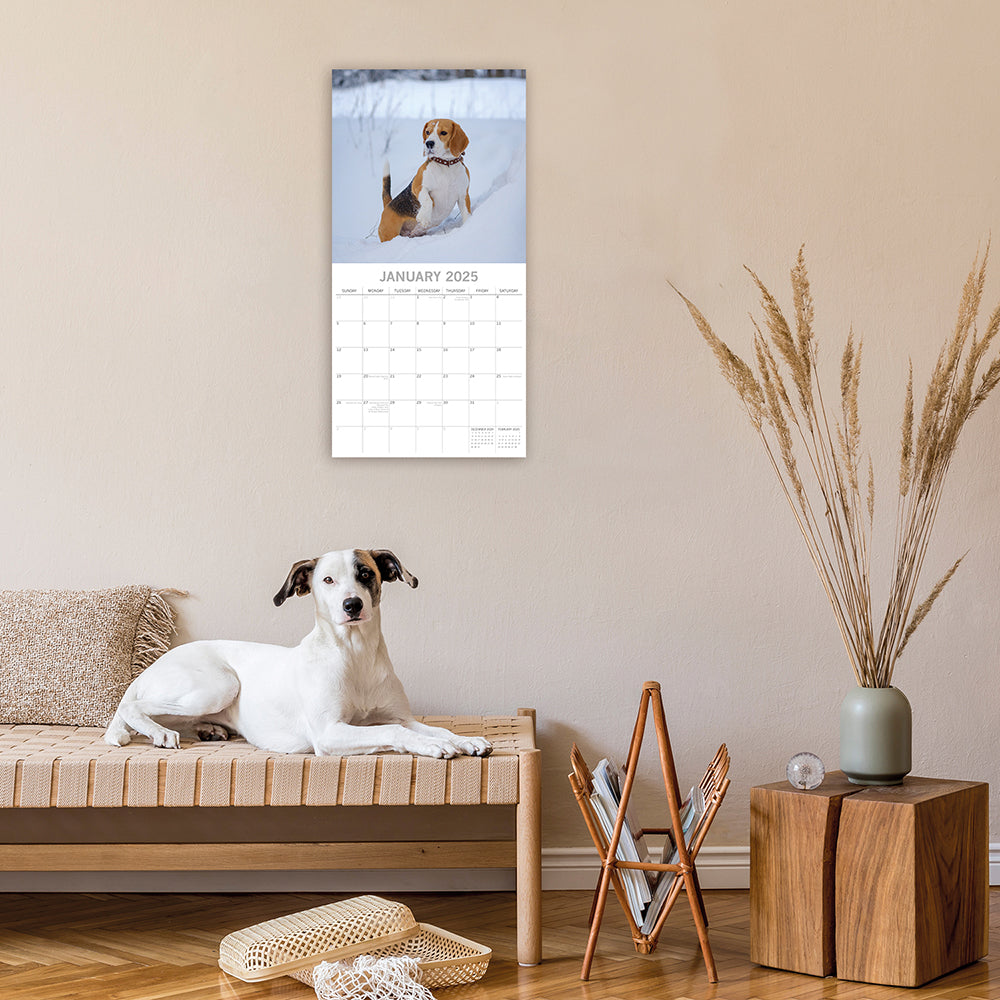 2025 Beagles - Square Wall Calendar