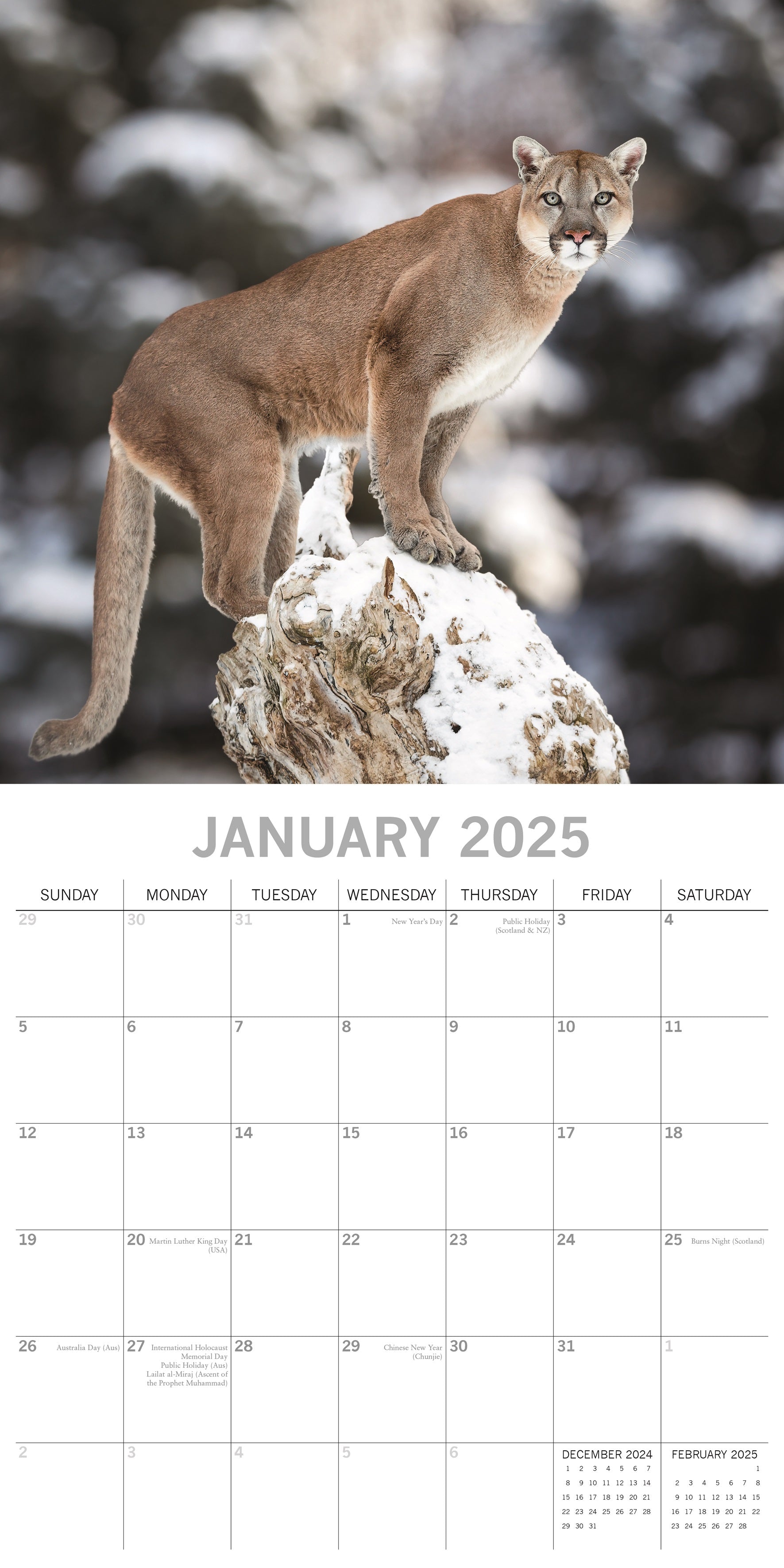 2025 Big Cats - Square Wall Calendar