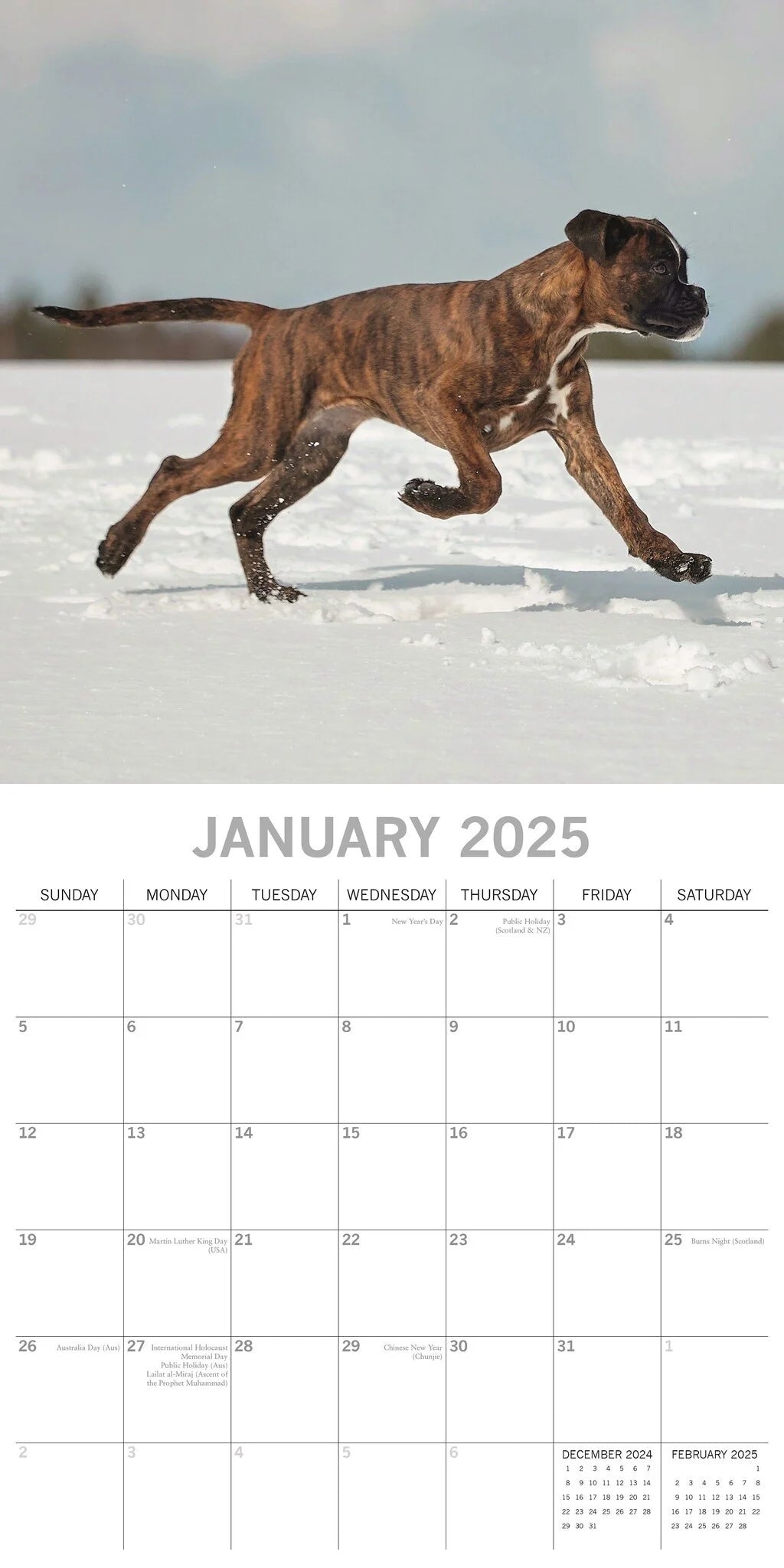 2025 Boxers - Square Wall Calendar