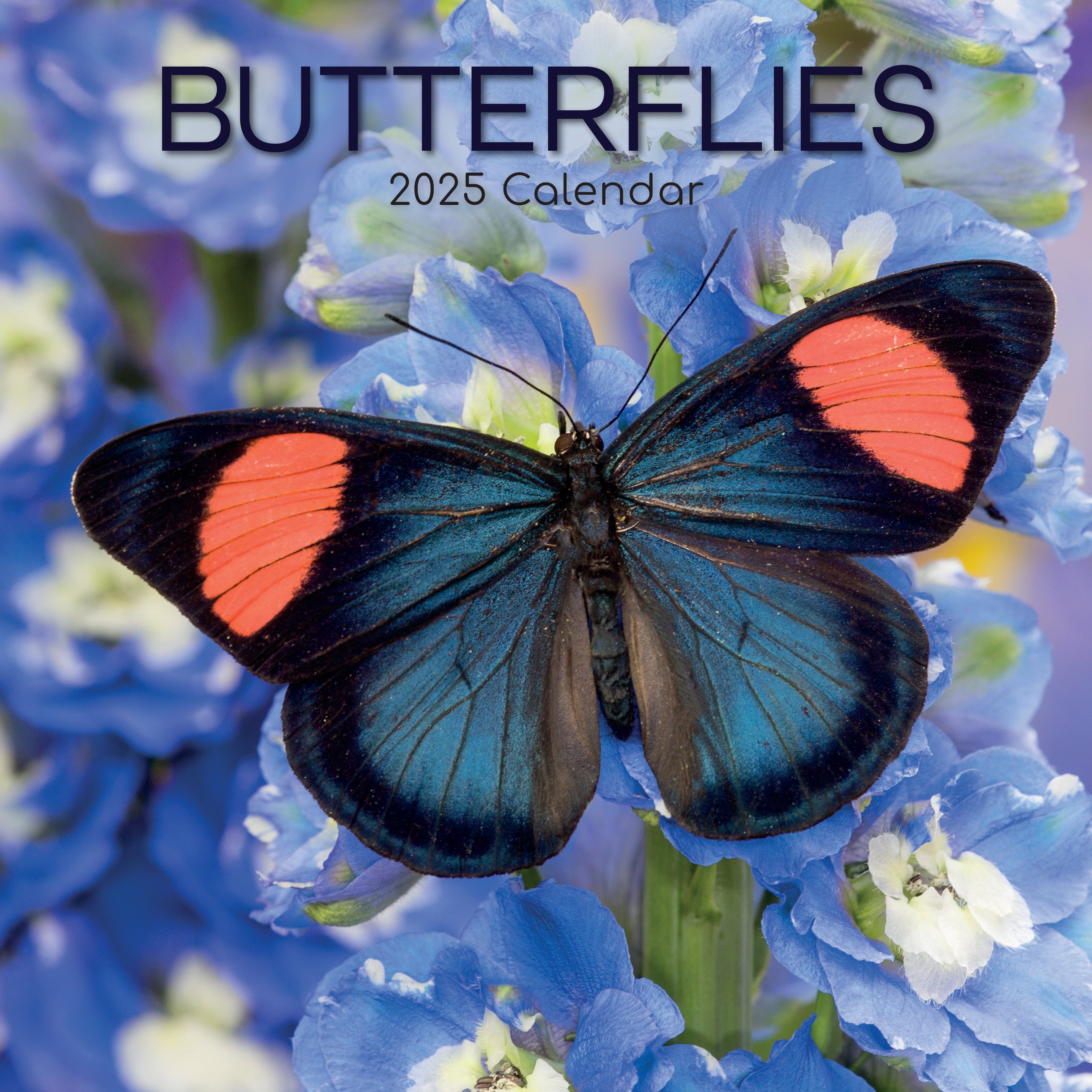 2025 Butterflies - Square Wall Calendar