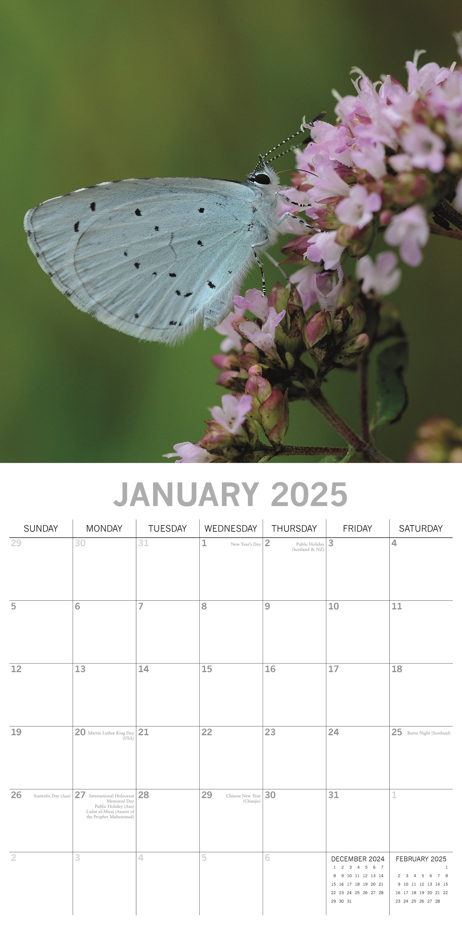 2025 Butterflies - Square Wall Calendar