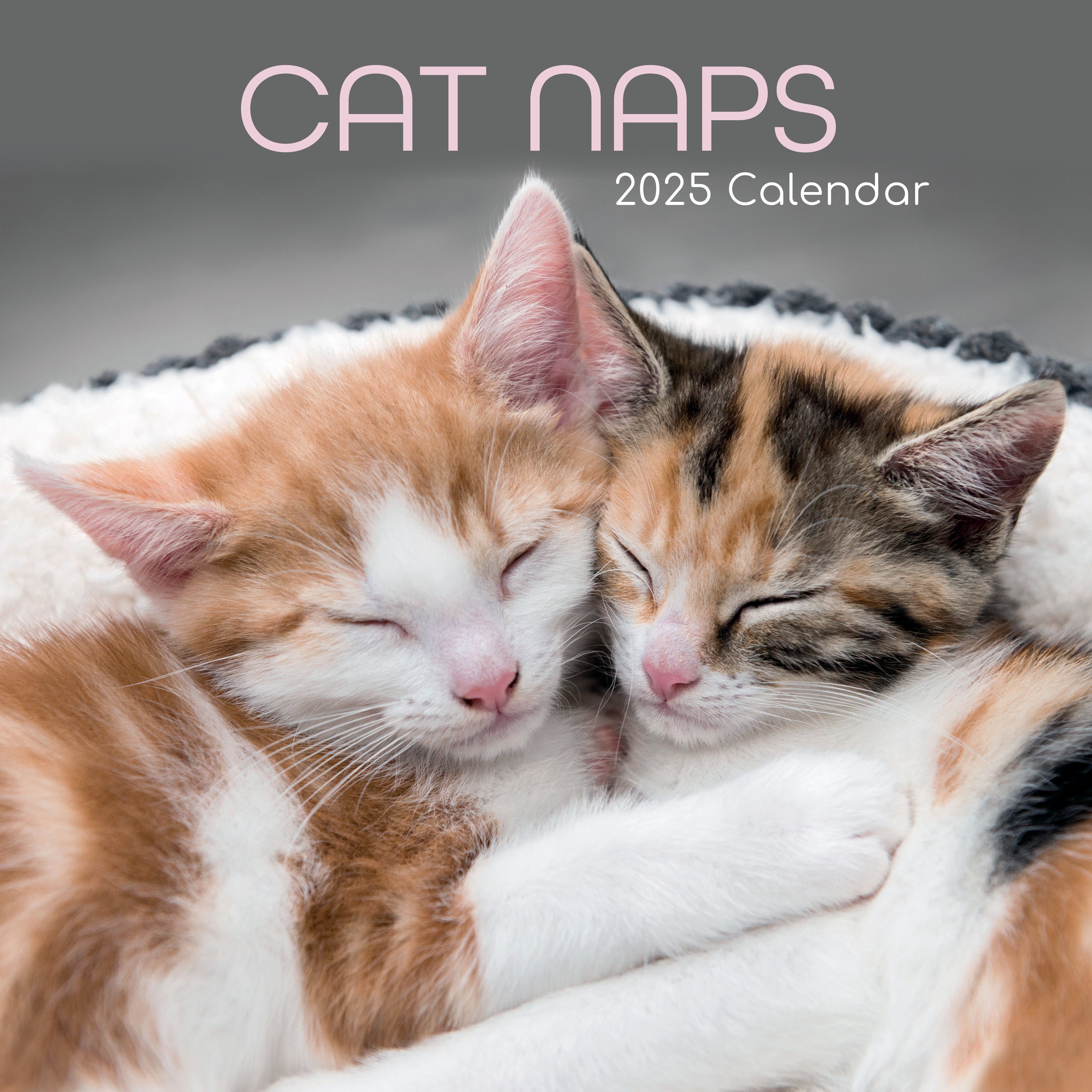 2025 Cat Naps - Square Wall Calendar