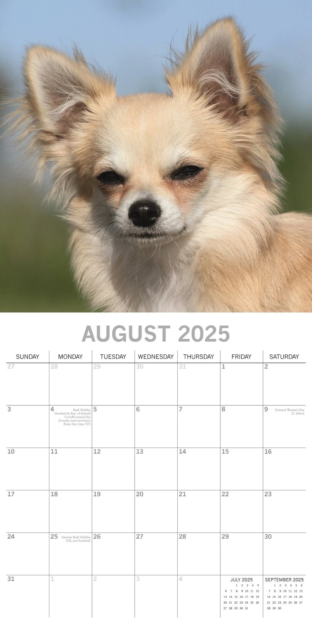 2025 Chihuahuas - Square Wall Calendar