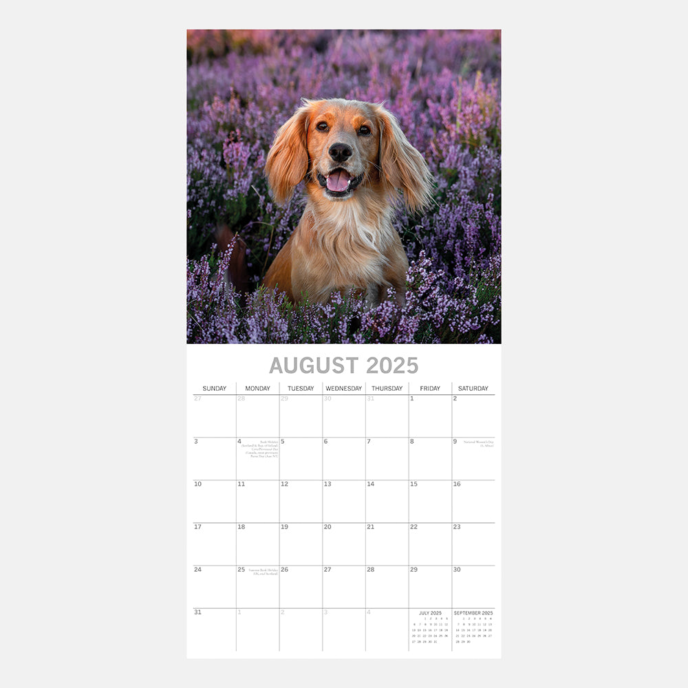 2025 Cocker Spaniels - Square Wall Calendar