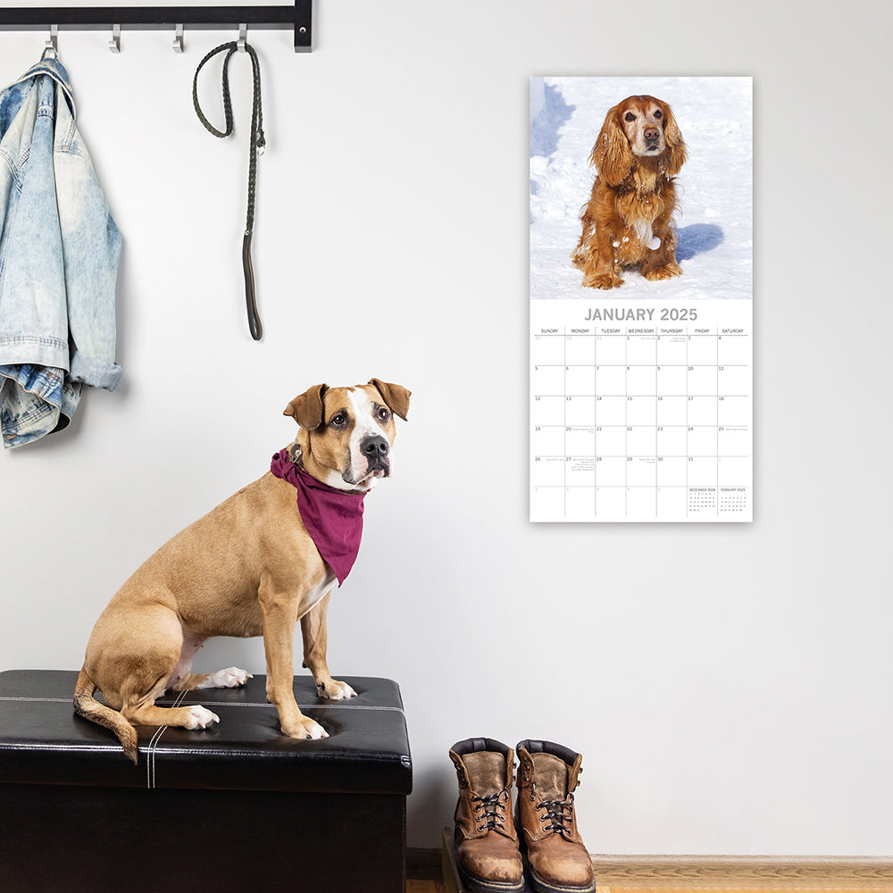 2025 Cocker Spaniels - Square Wall Calendar