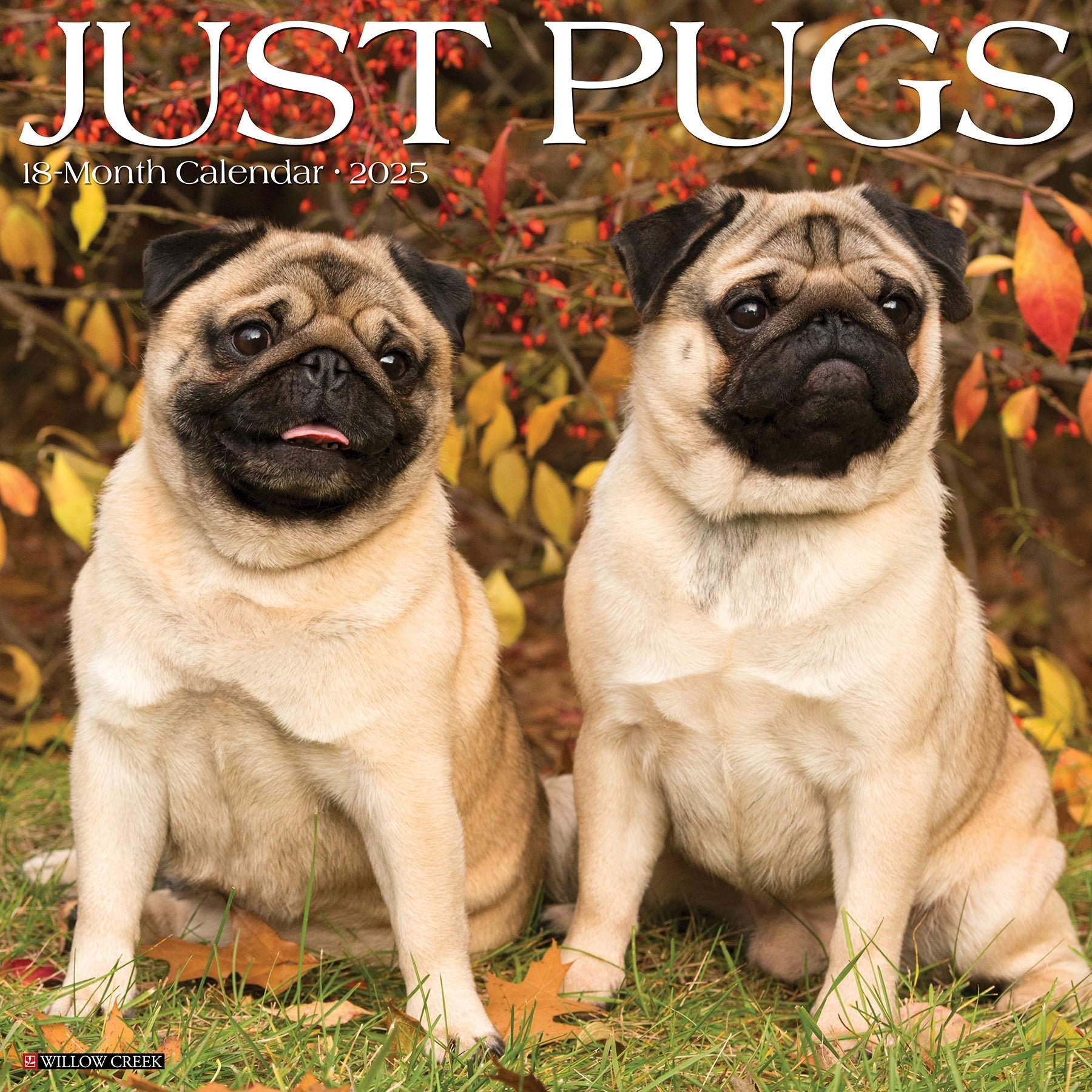 2025 Pugs - Square Wall Calendar (US Only)