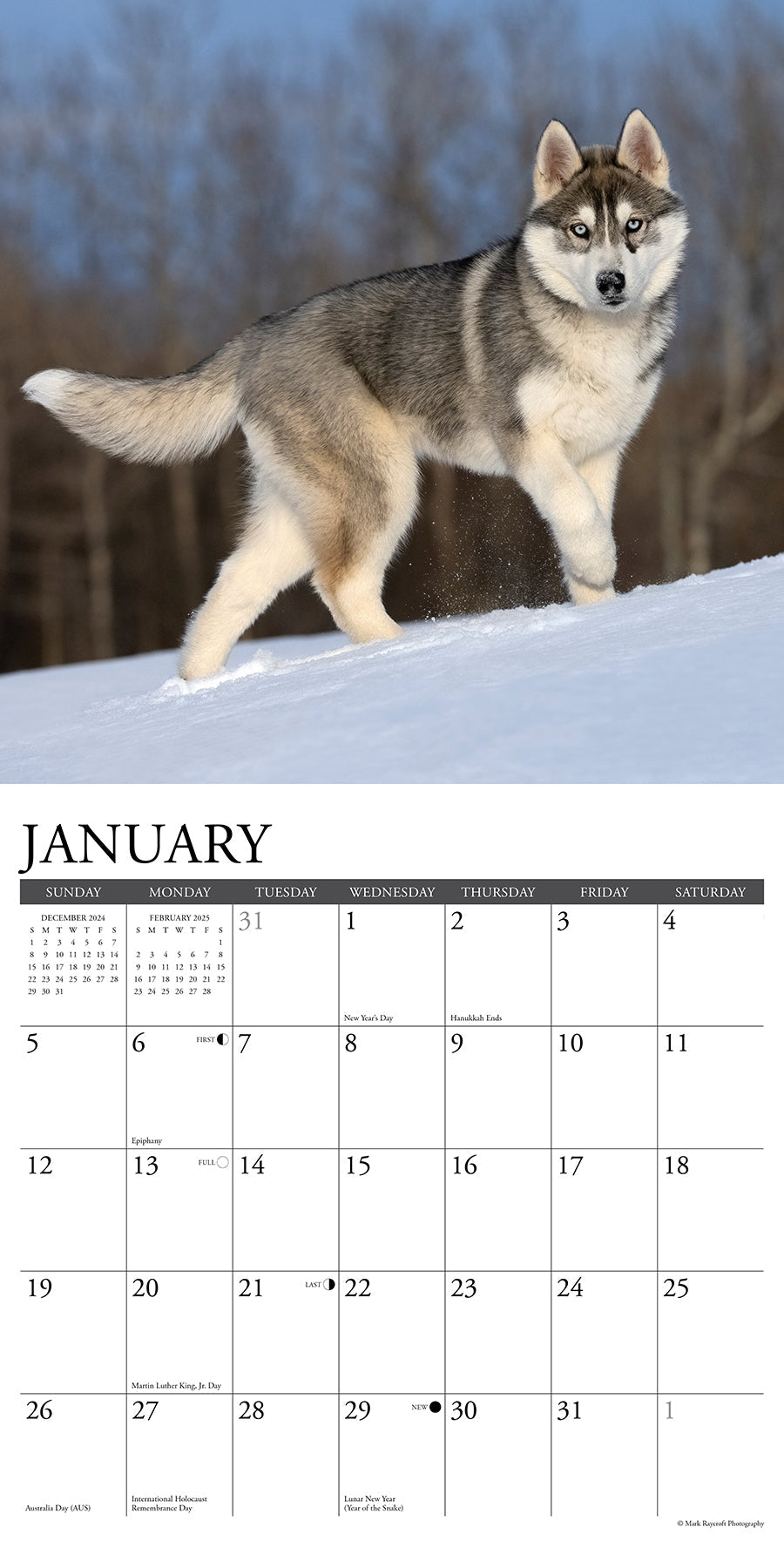 2025 Siberian Huskies - Square Wall Calendar (US Only)