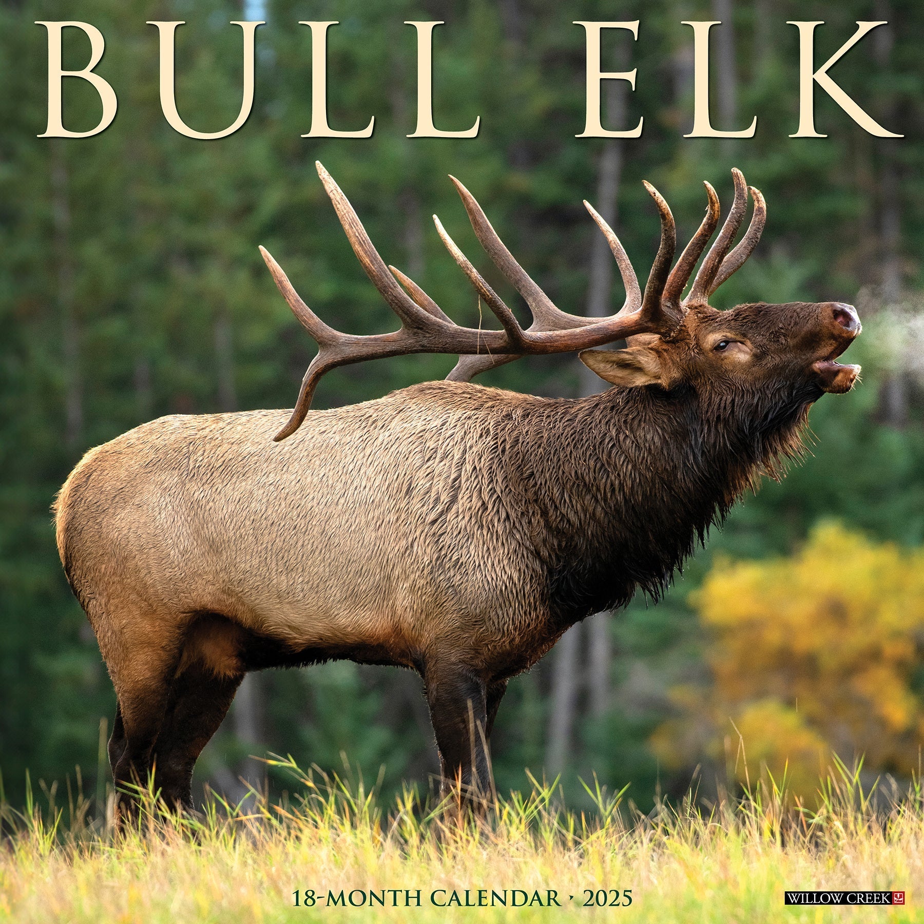 2025 Bull Elk - Square Wall Calendar (US Only)