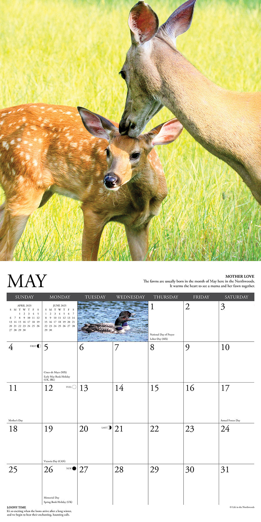 2025 Life in the Northwoods - Square Wall Calendar (US Only)