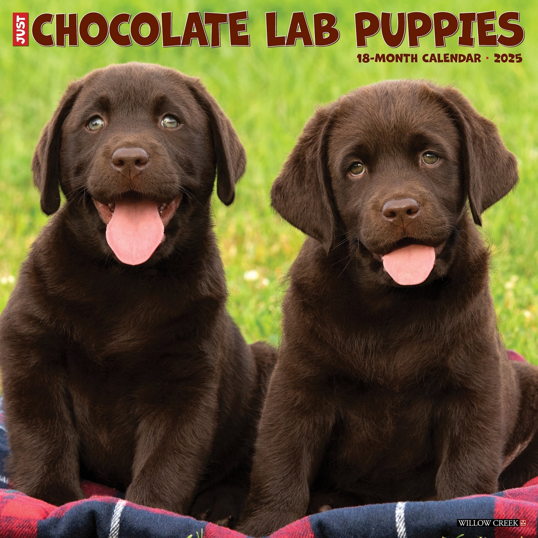 2025 Chocolate Lab Puppies - Square Wall Calendar (US Only)