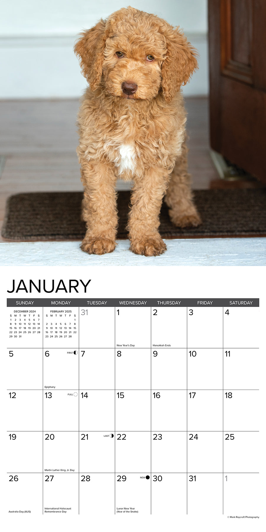 2025 Goldendoodles - Square Wall Calendar (US Only)